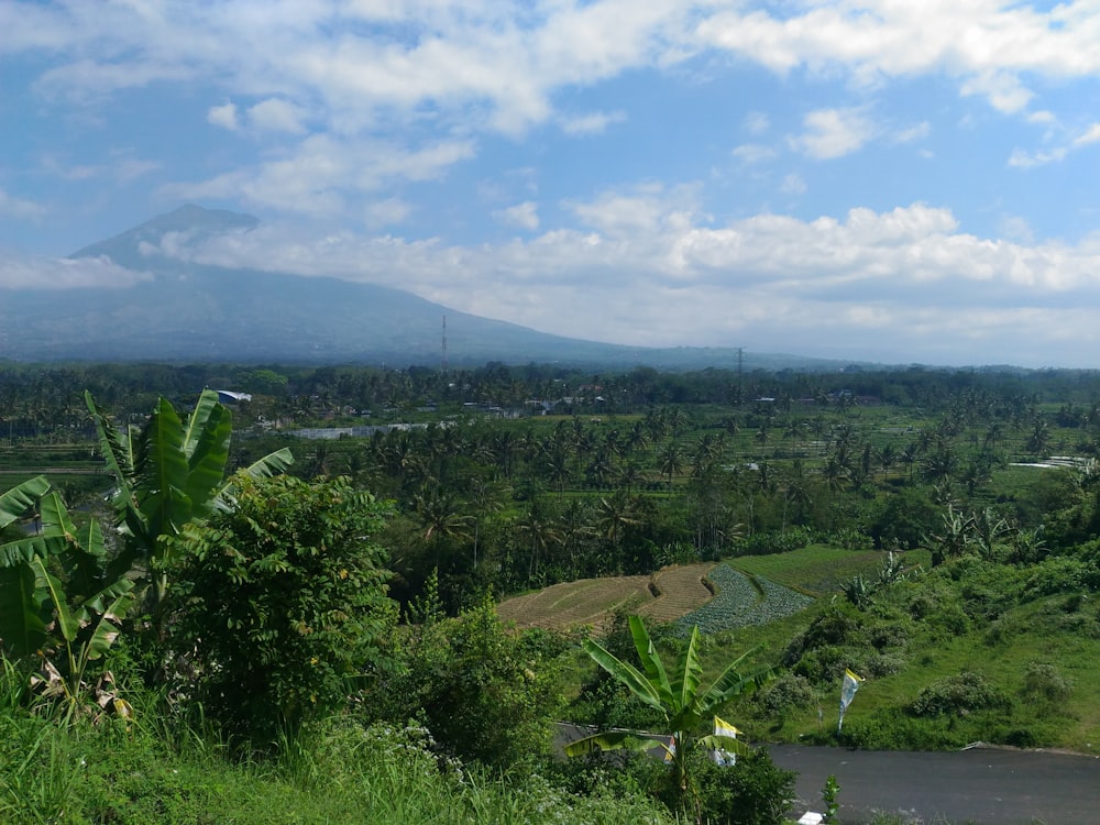 a landscape with trees and mountains in the background