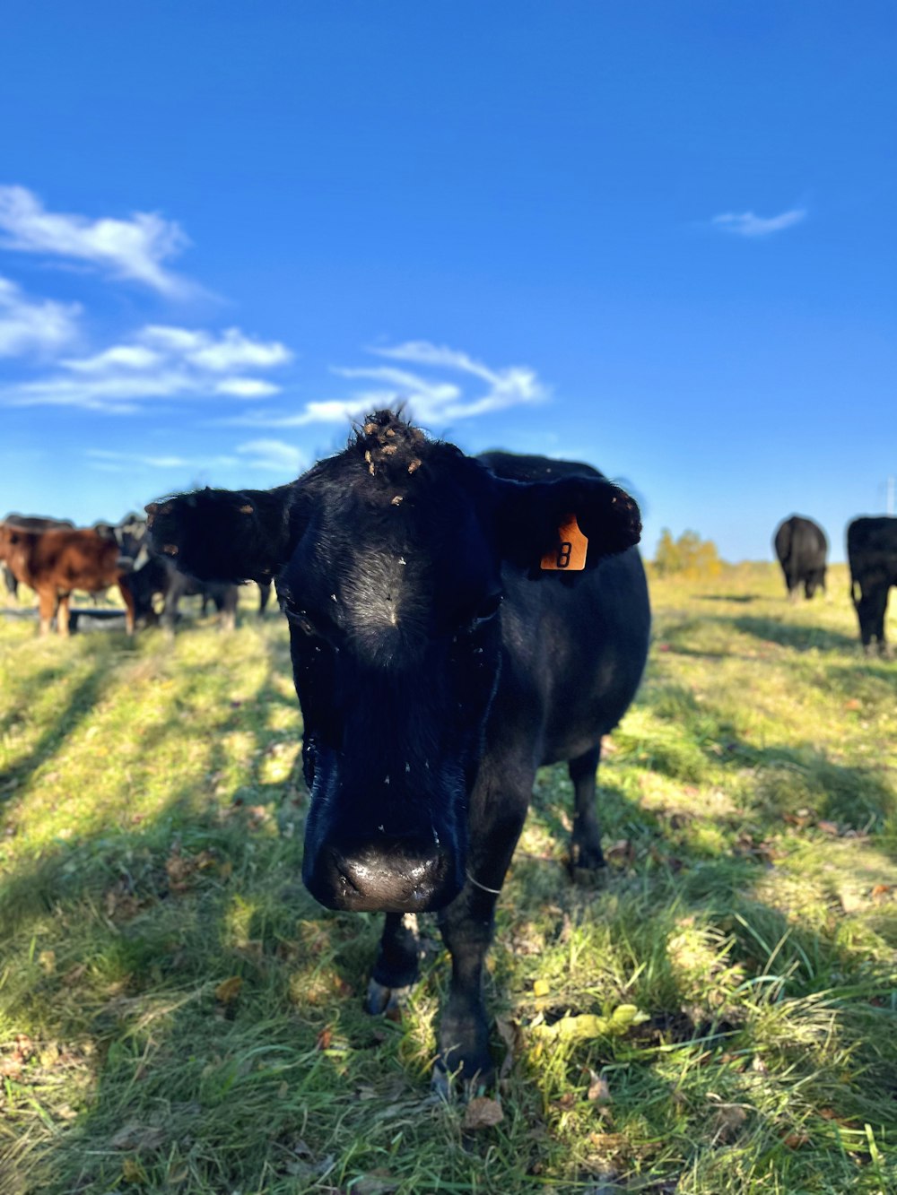 a cow with a yellow tag on its ear