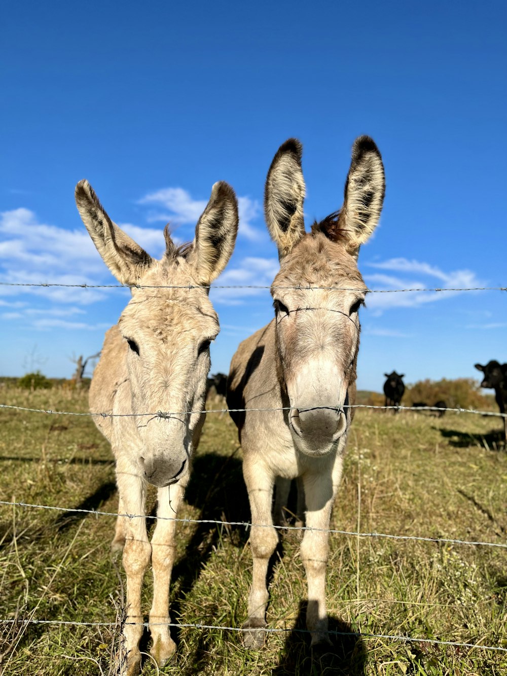 a couple of donkeys in a field