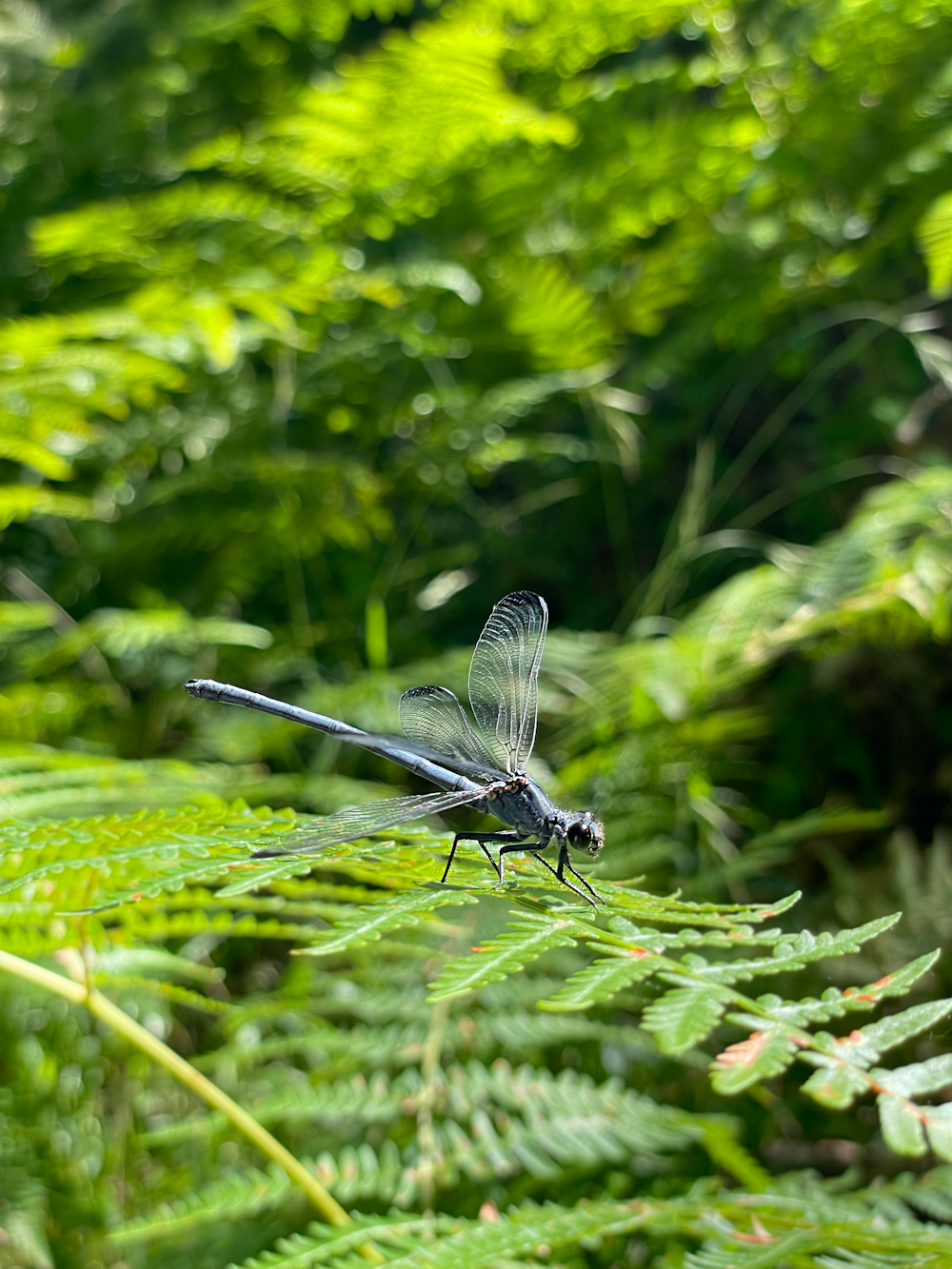 a dragonfly on a branch