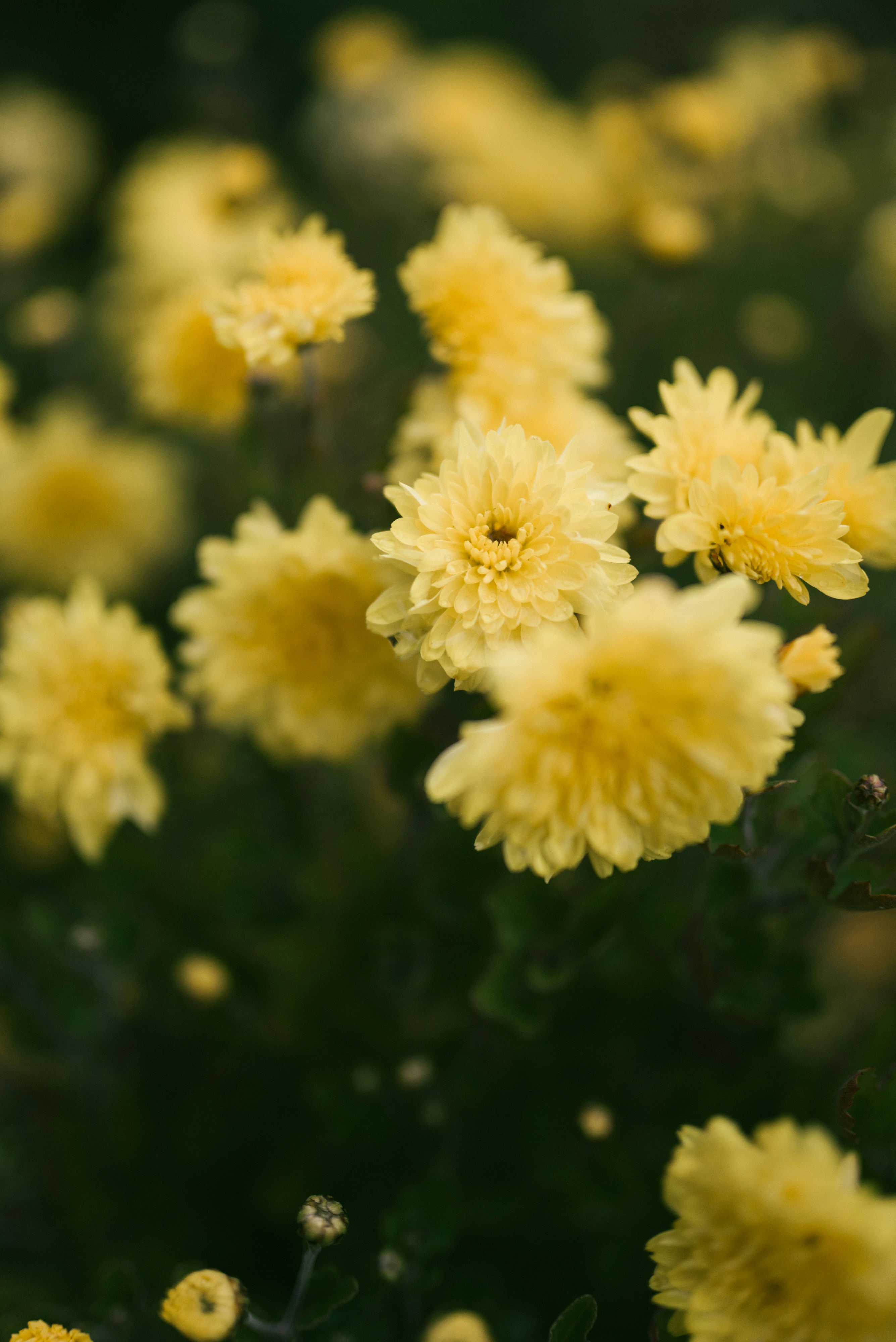 Photo by korobovaphoto