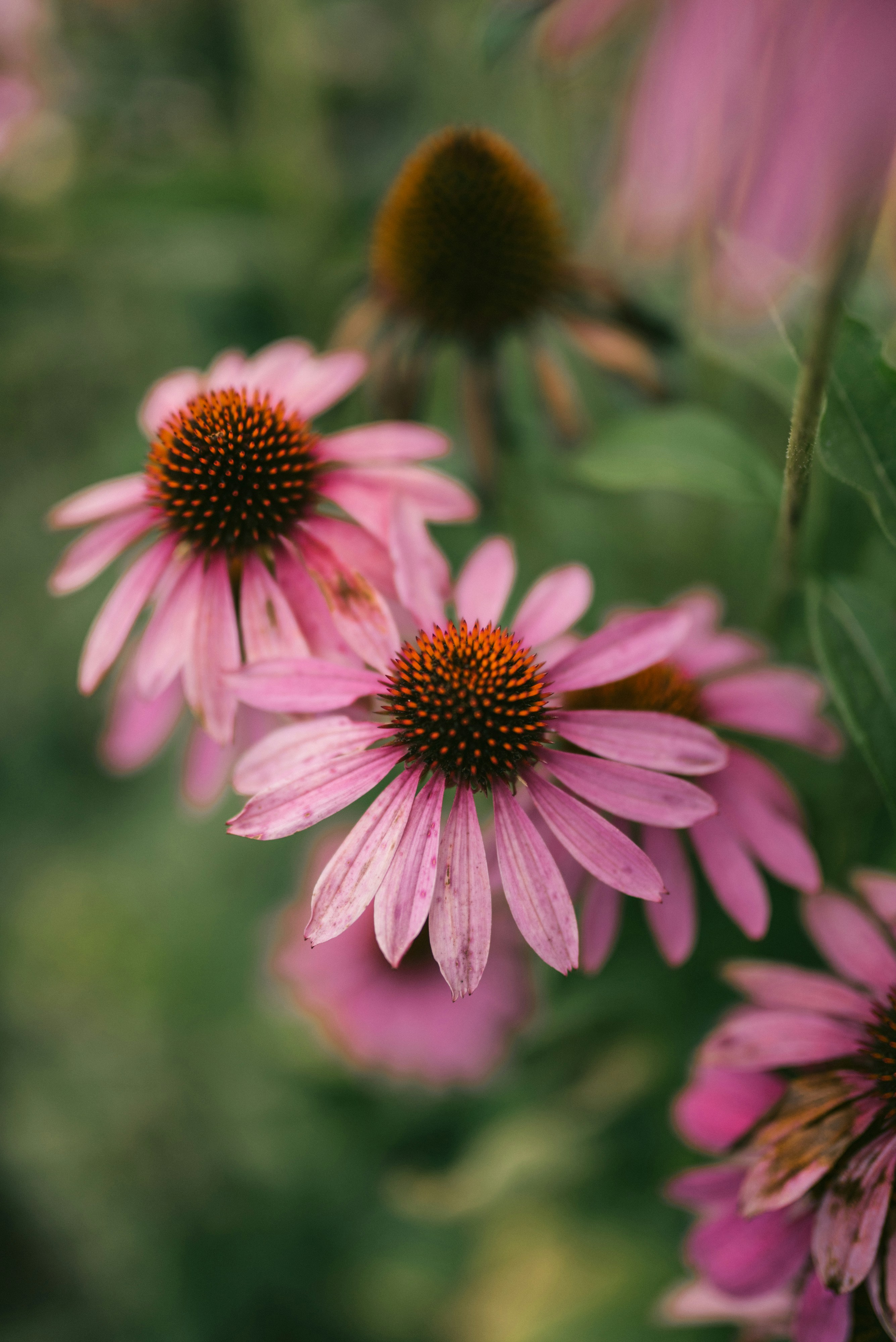 Photo by korobovaphoto