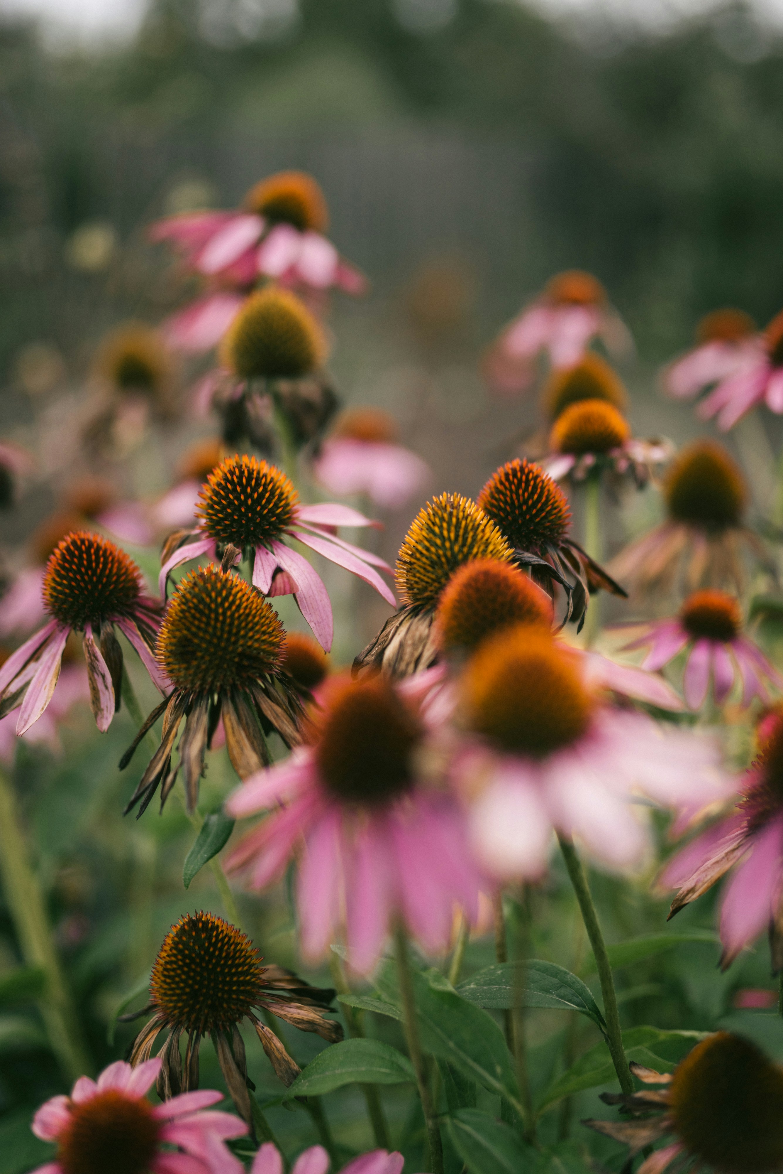 Photo by korobovaphoto