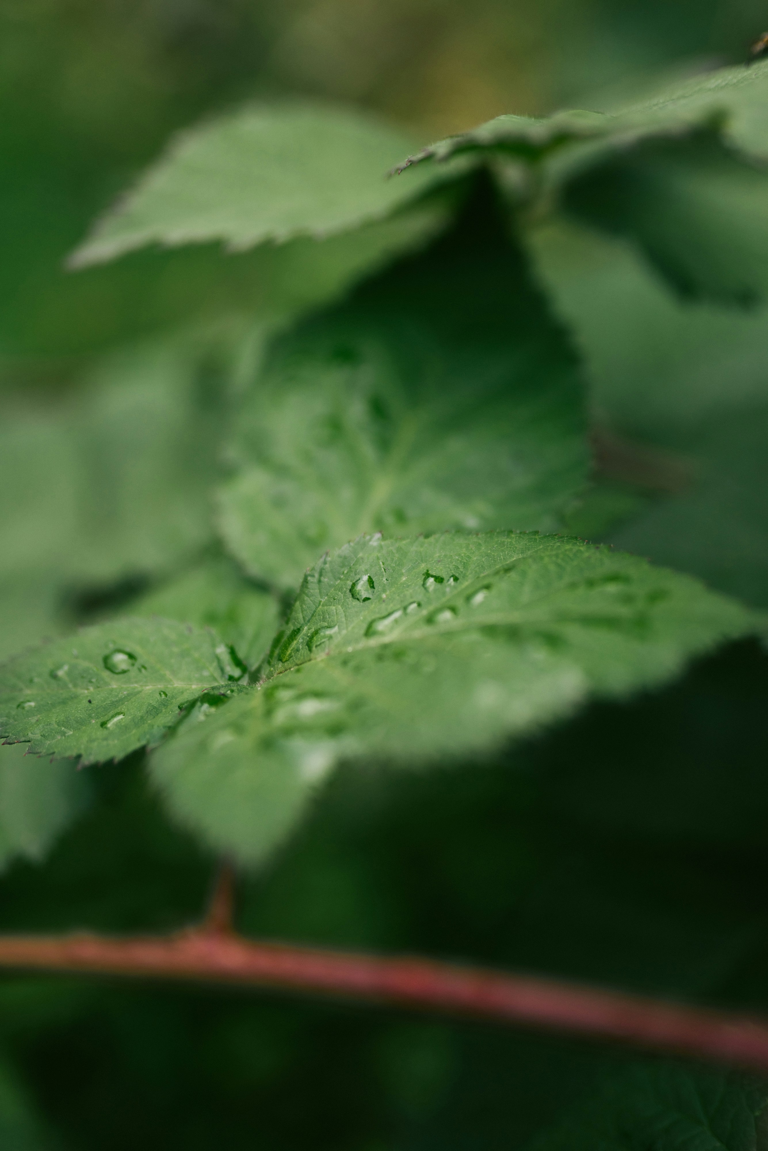 Photo by korobovaphoto