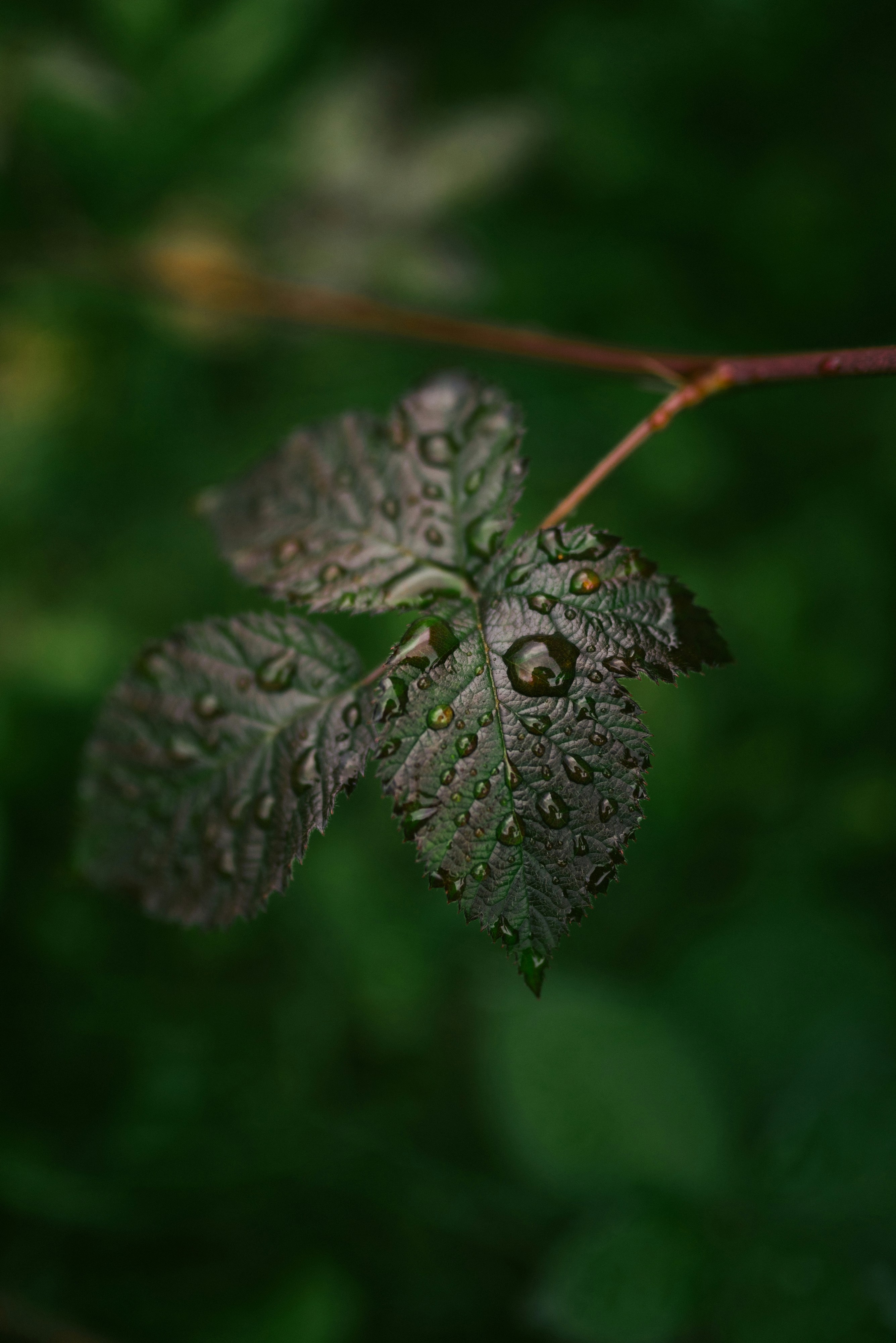 Photo by korobovaphoto