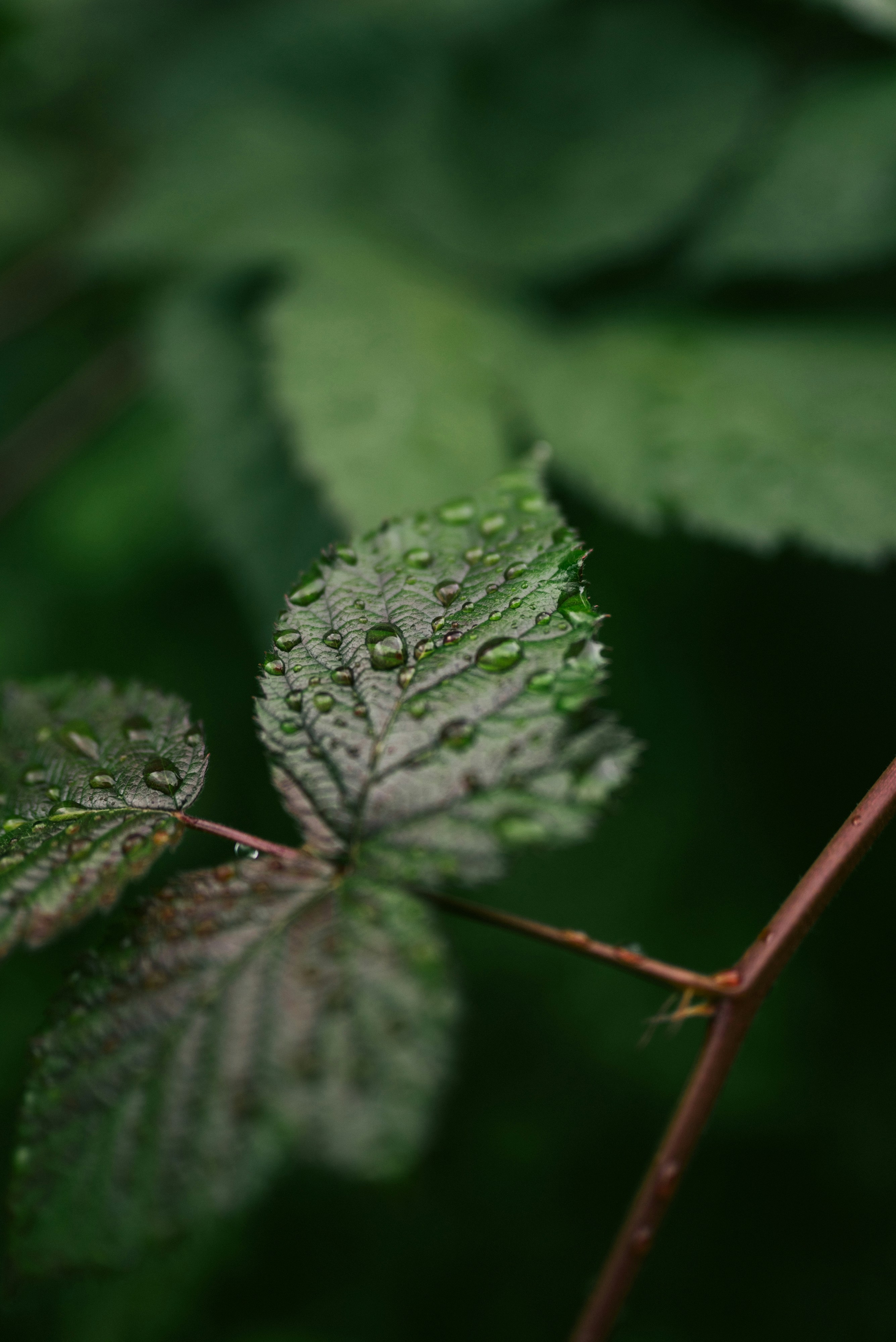 Photo by korobovaphoto