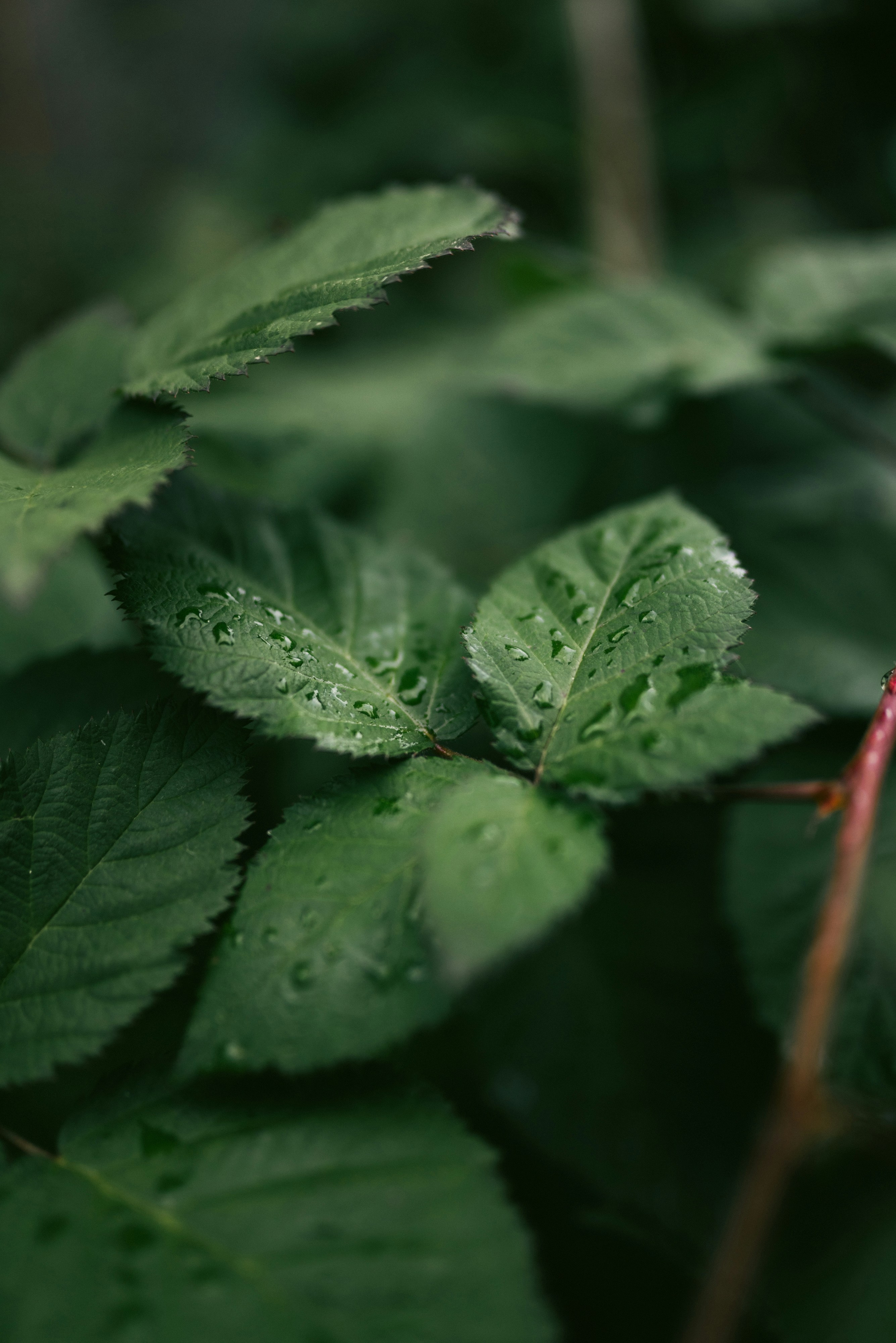 Photo by korobovaphoto