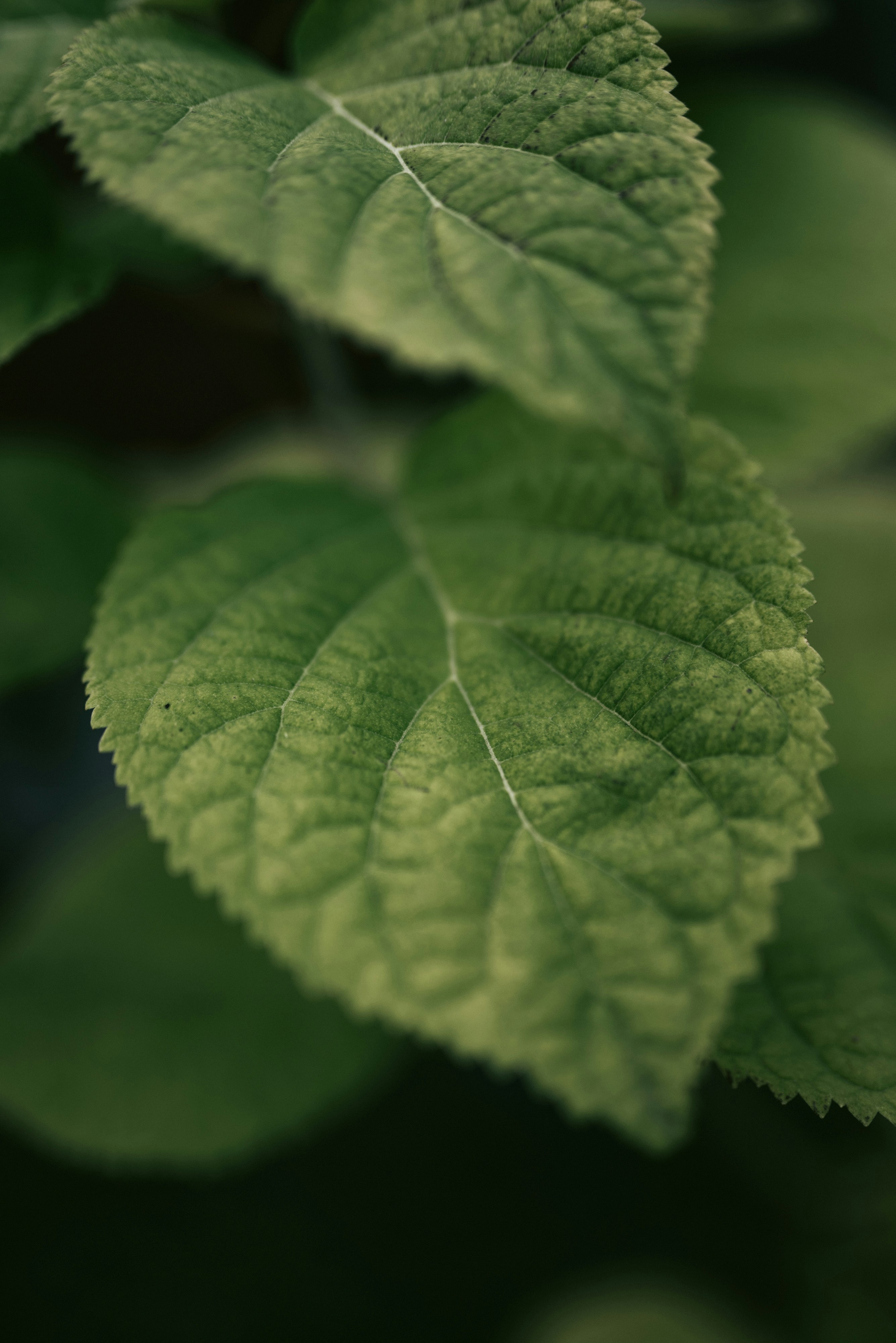 Photo by korobovaphoto