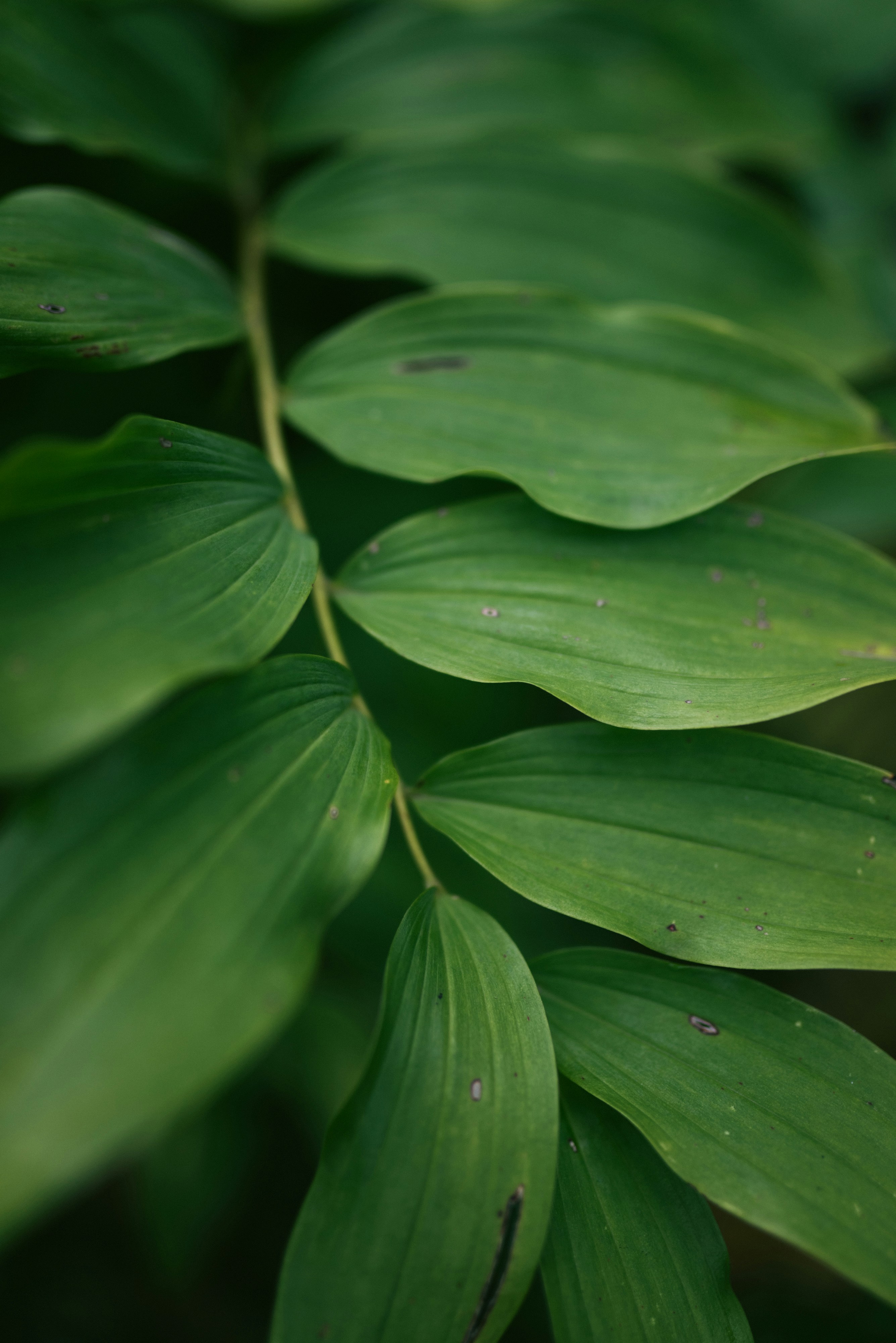 Photo by korobovaphoto