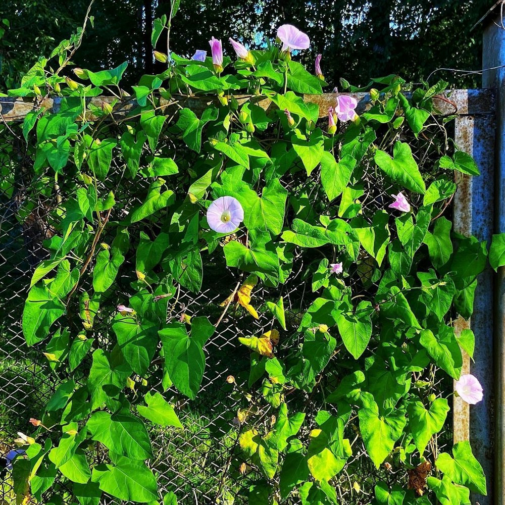 a group of flowers growing on a fence