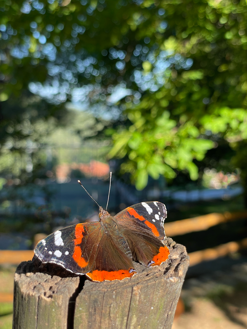 a butterfly on a wood post