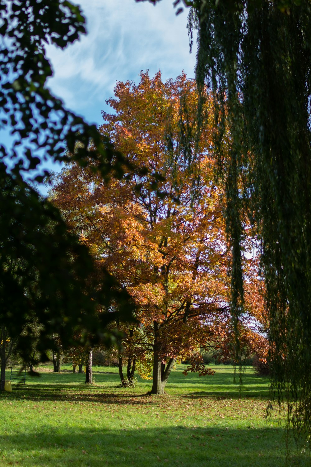 a group of trees with orange and yellow leaves