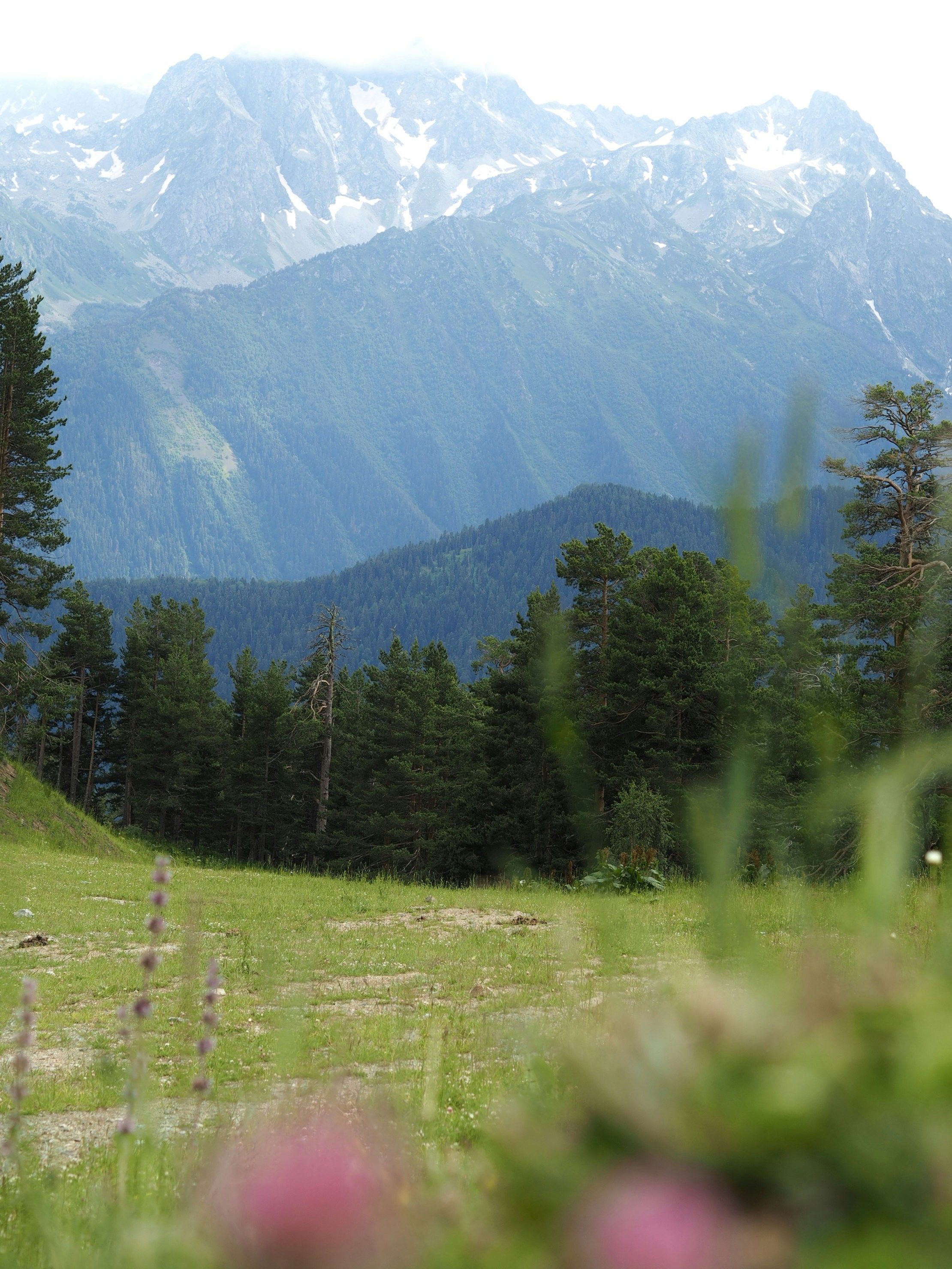 a grassy field with trees and mountains in the background
