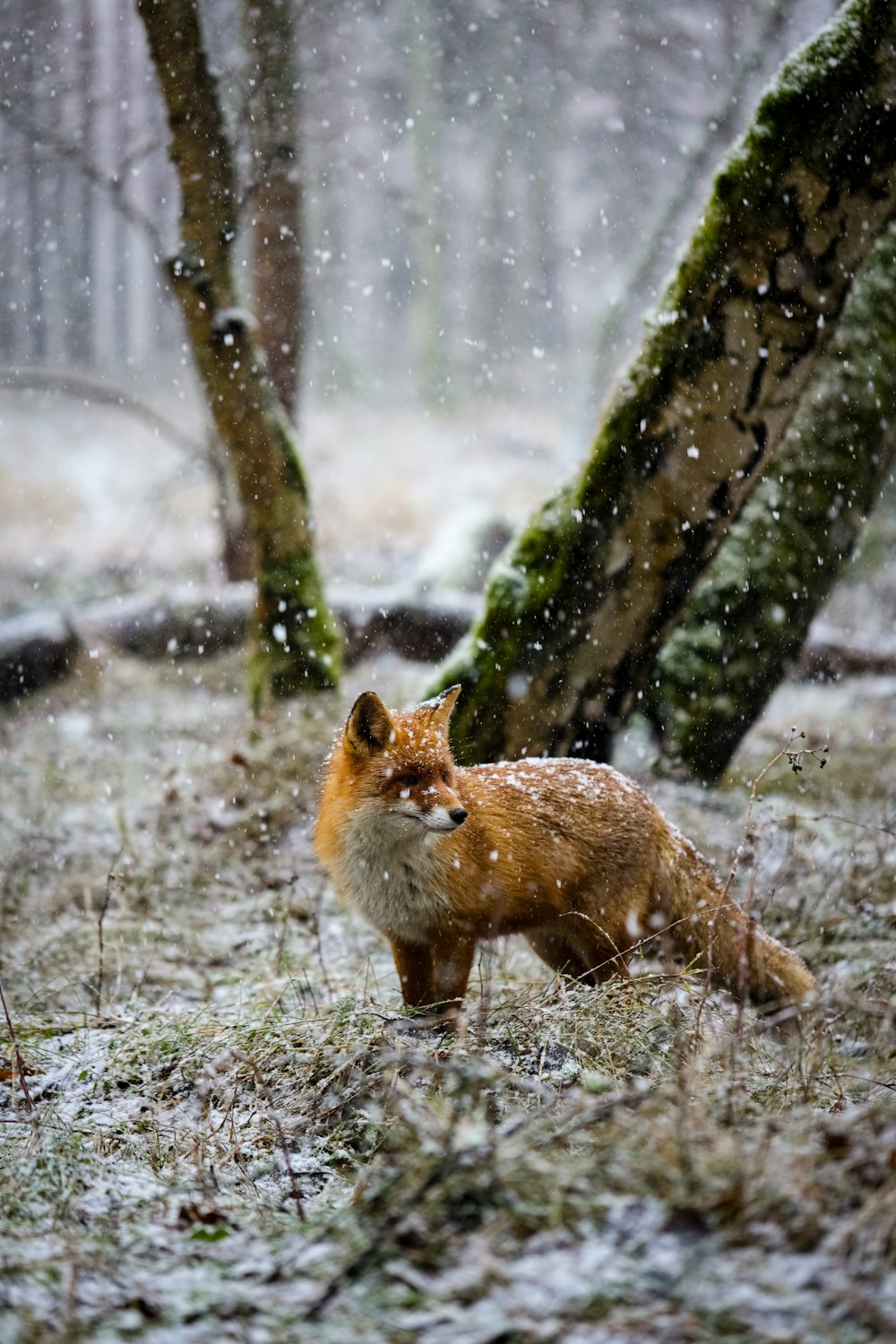 Un renard debout dans la neige