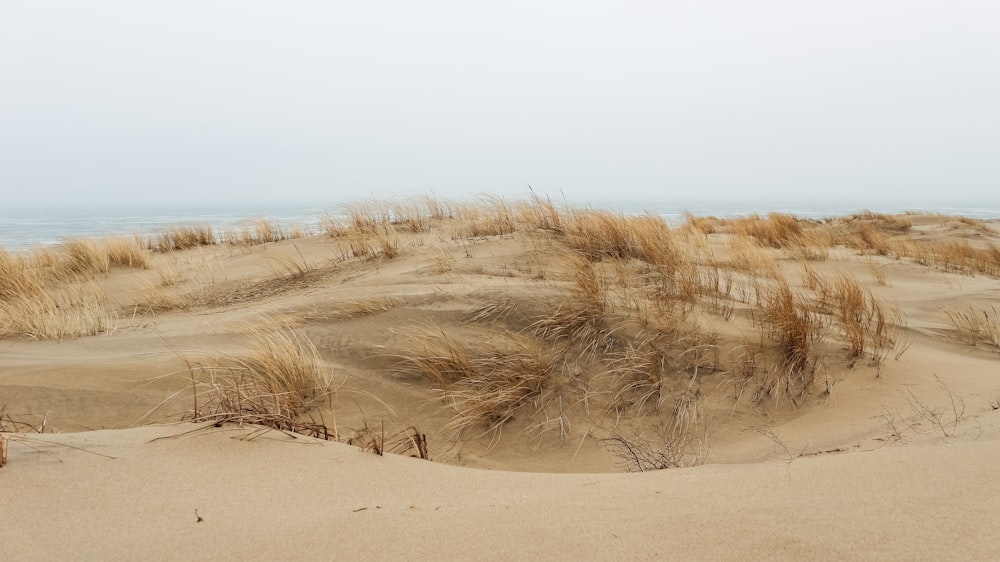 a sandy area with plants growing in it