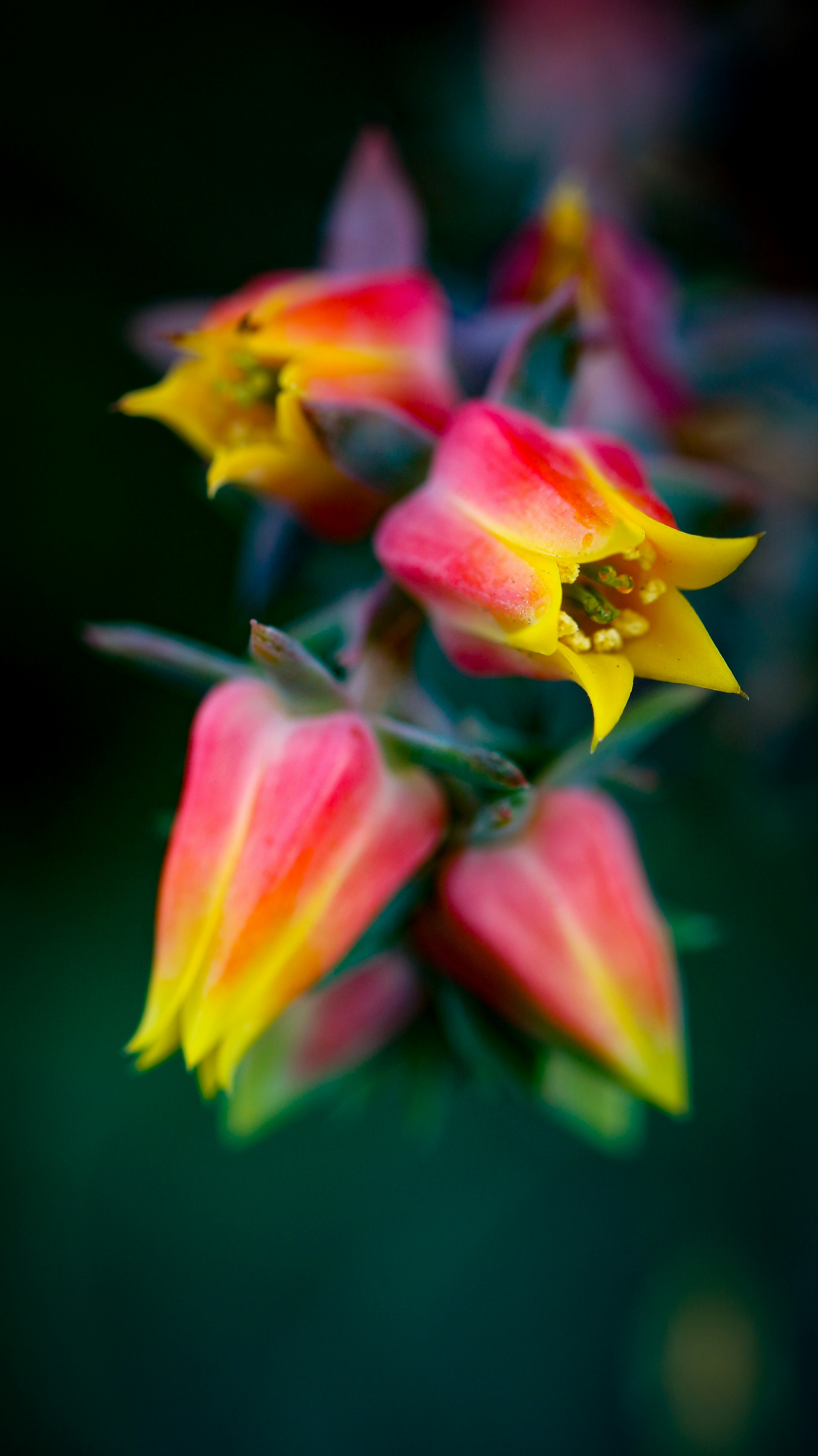 Eine Nahaufnahme von Blumen