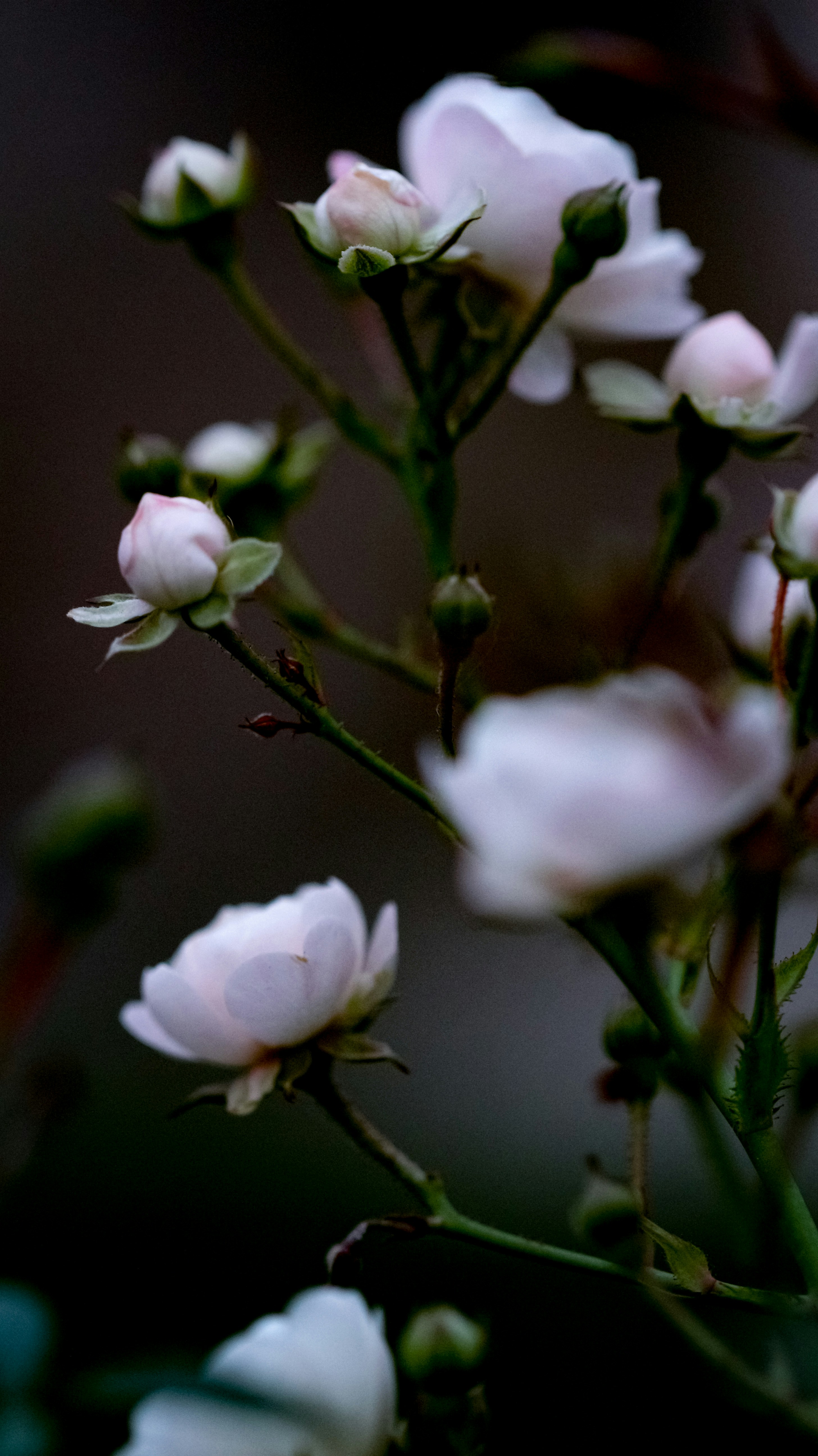 Photo by anastasia_clark