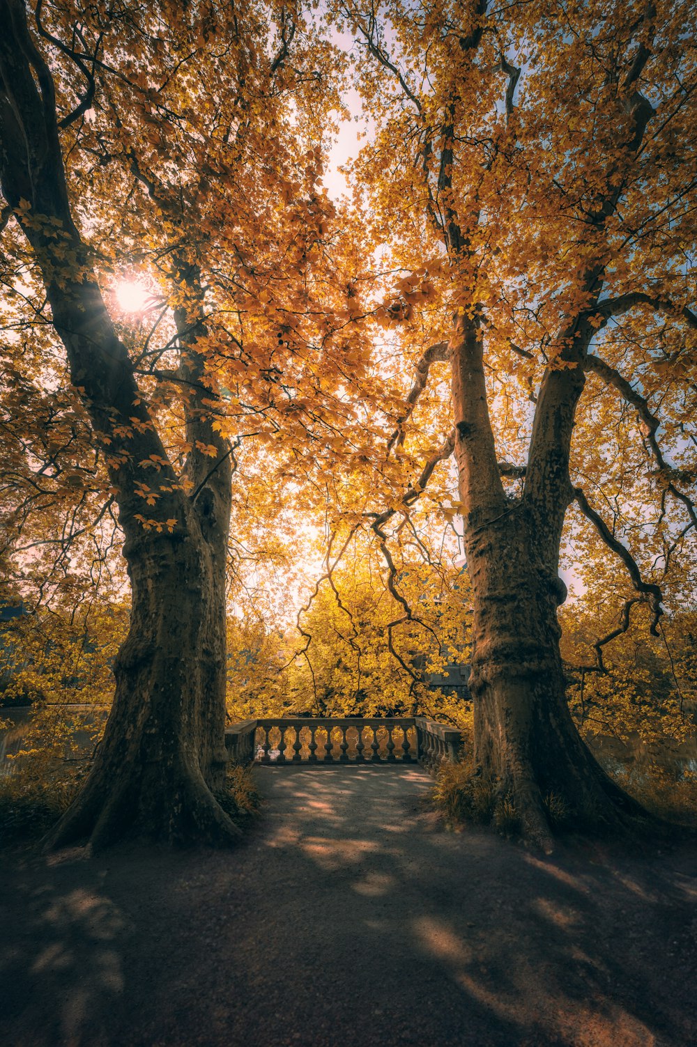 a path with trees on either side