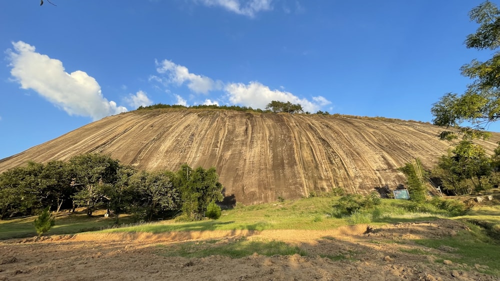 a hill with trees and grass