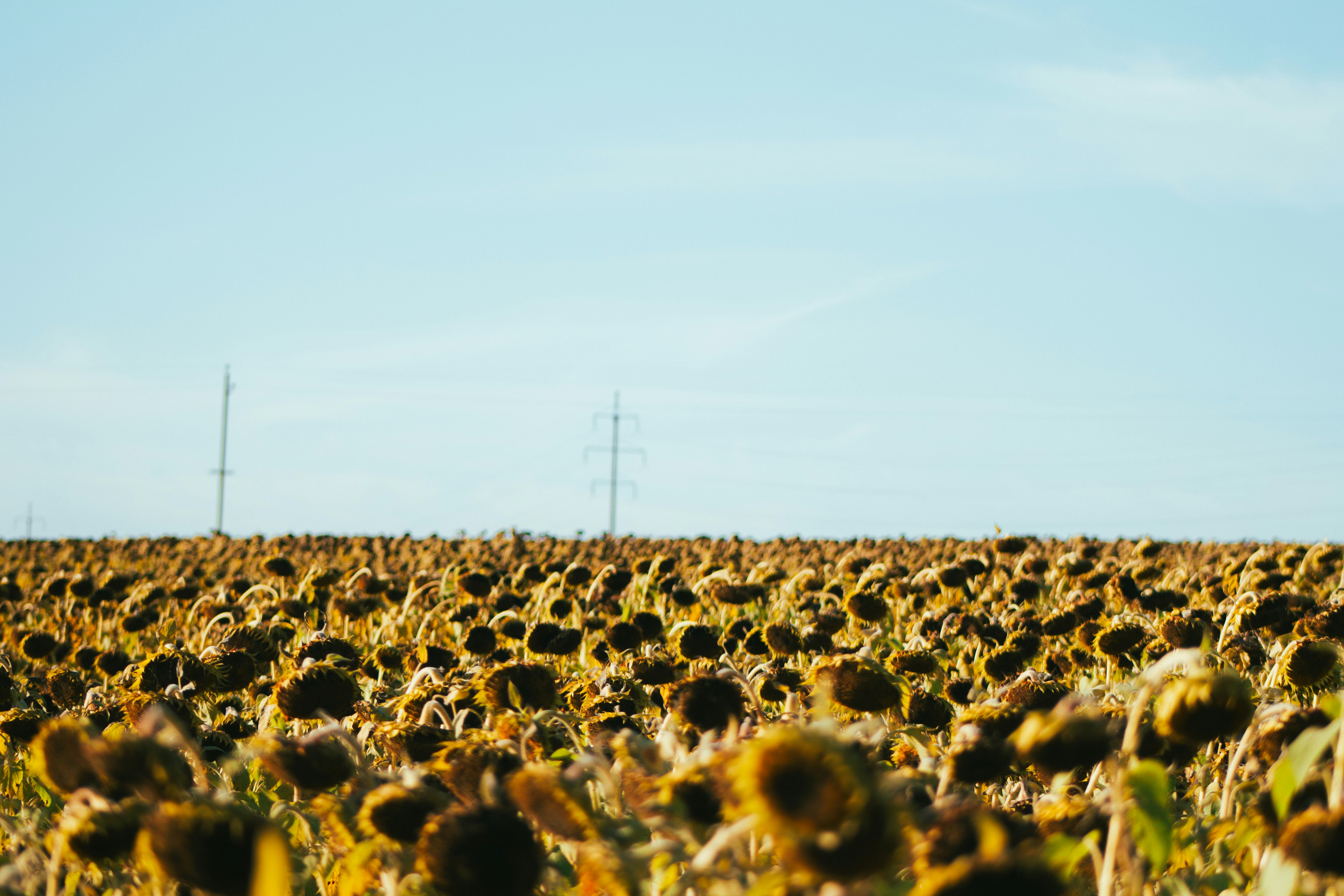 a field of sunflowers