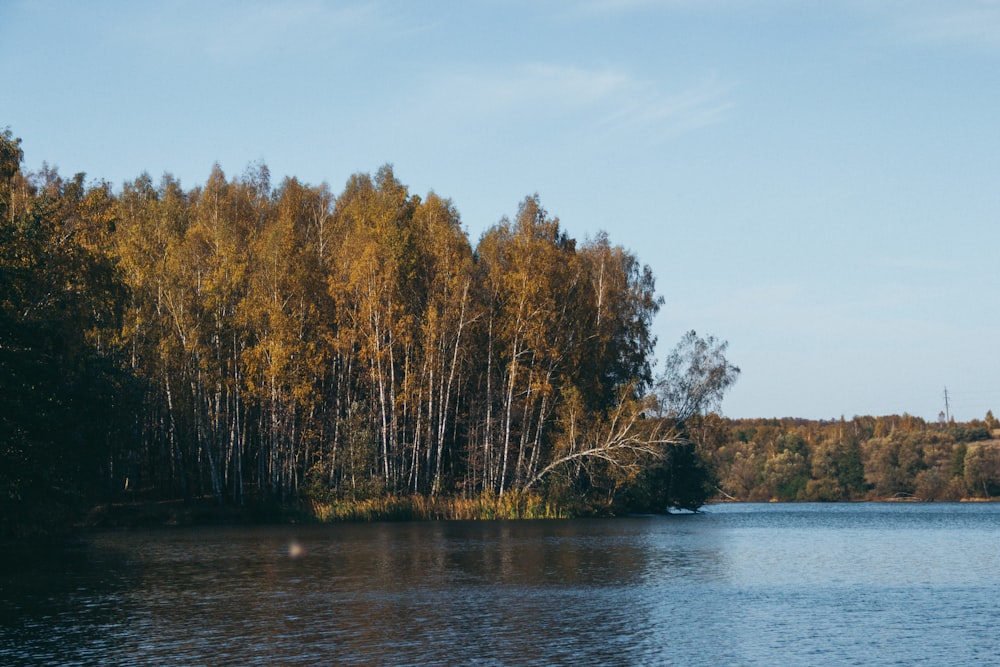 a body of water with trees around it