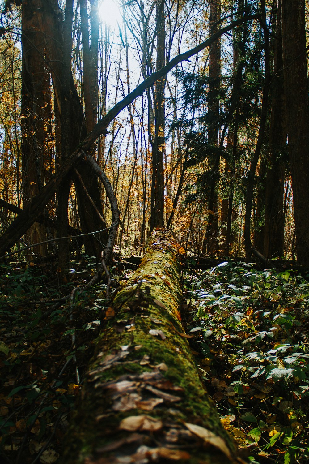 a forest with moss and trees