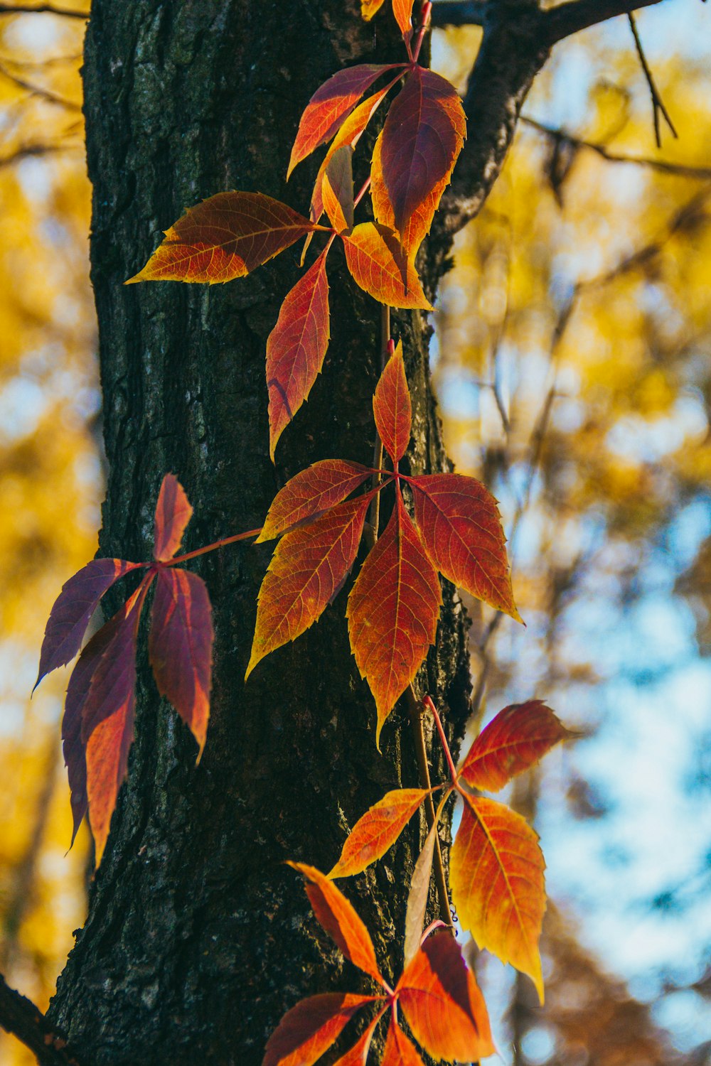 a close up of a tree with red leaves