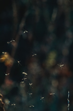 a group of small white stars