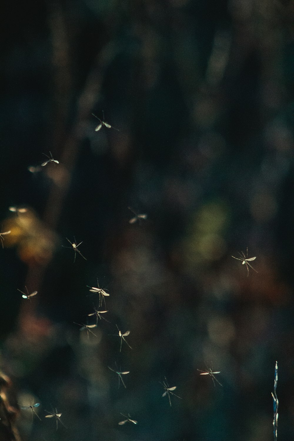 a group of small white stars