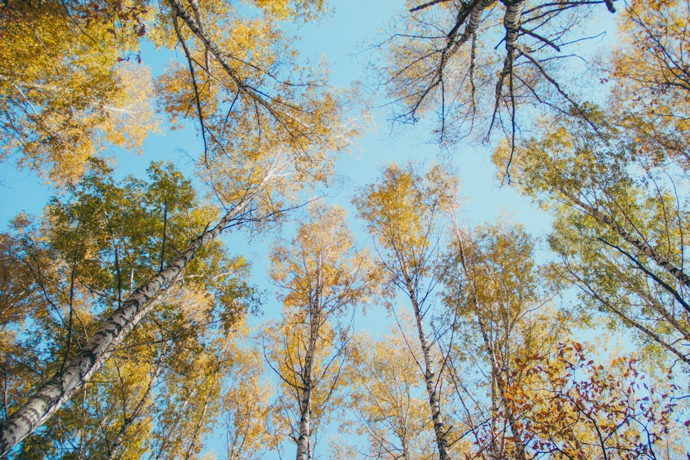 a group of trees with yellow leaves