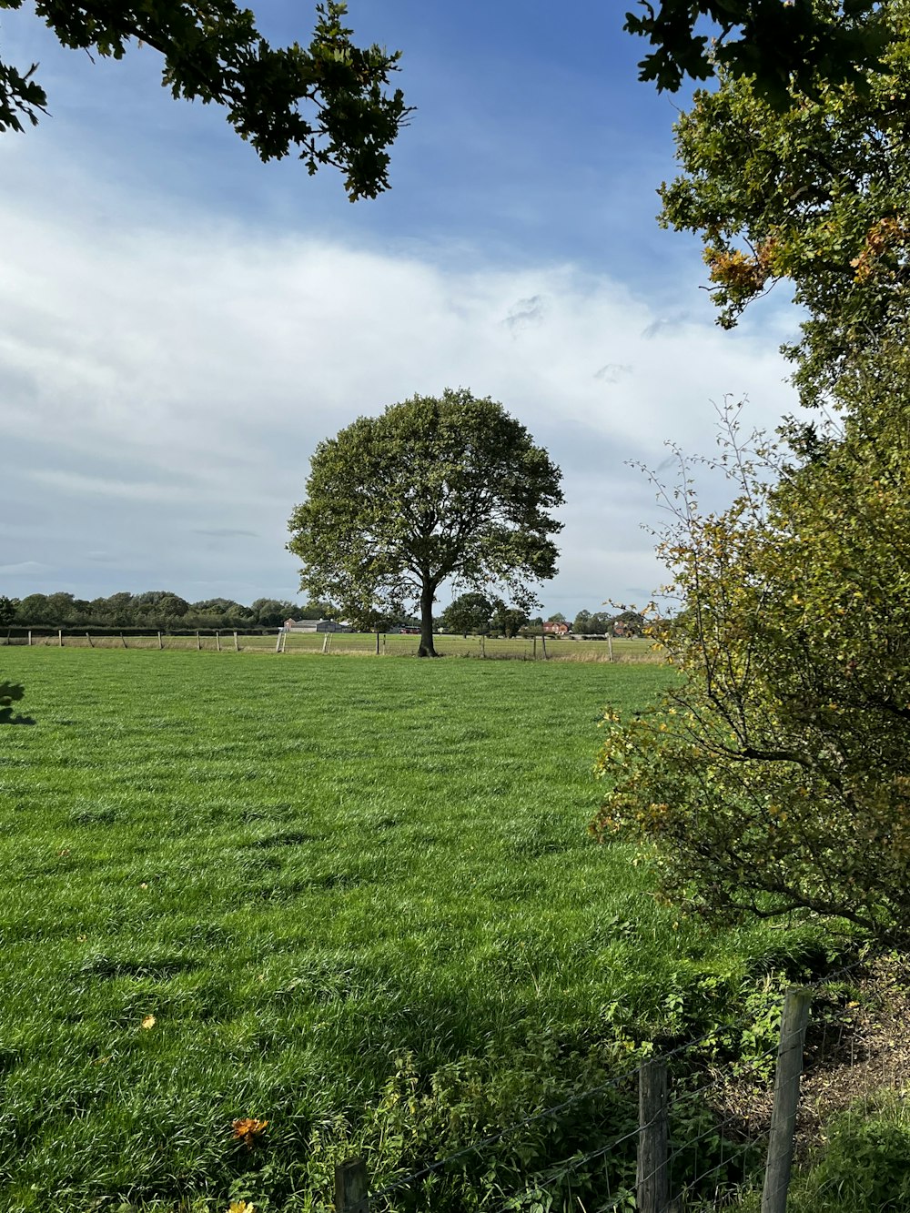 a large green field with trees
