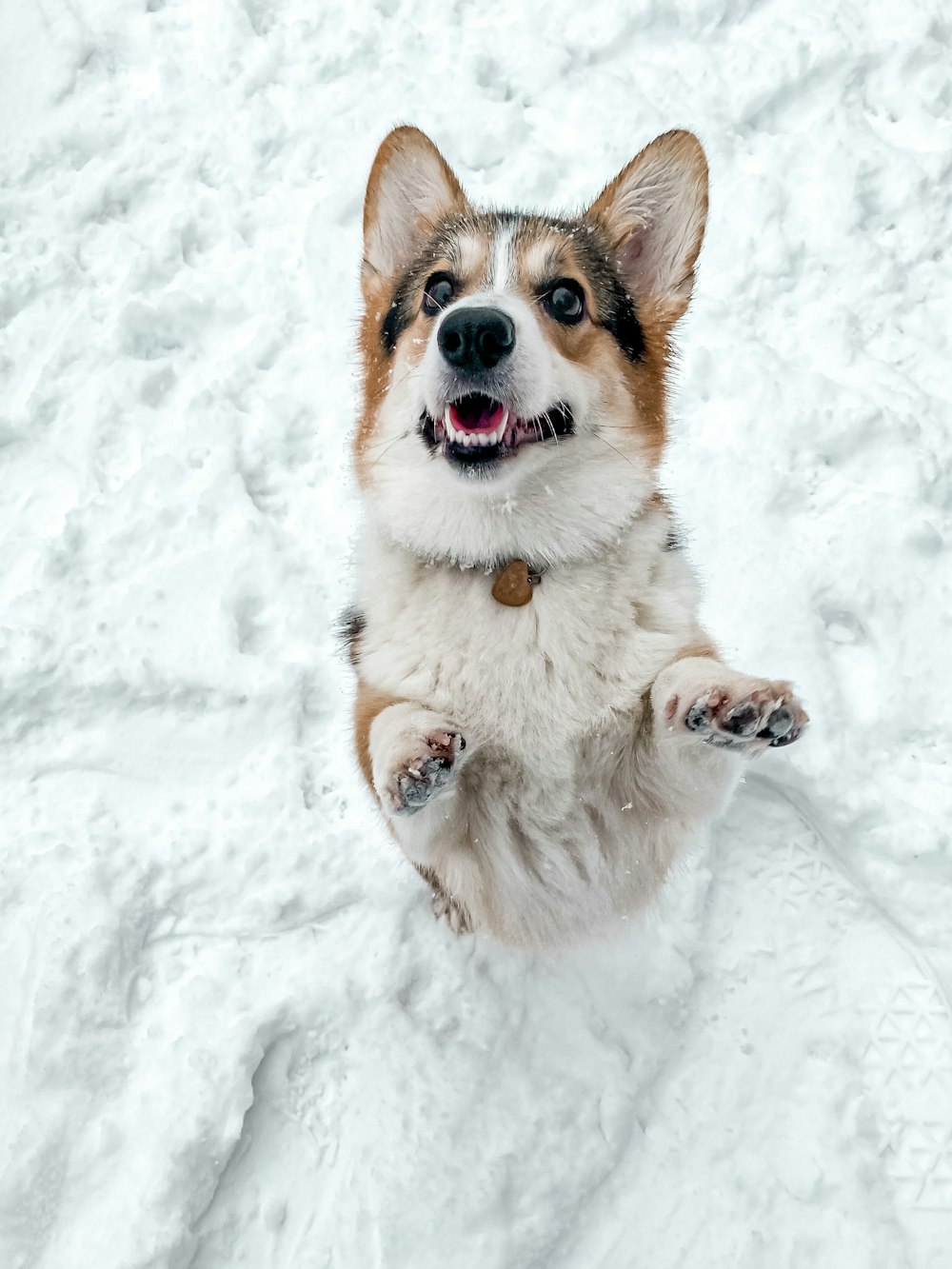 Un cane che corre nella neve