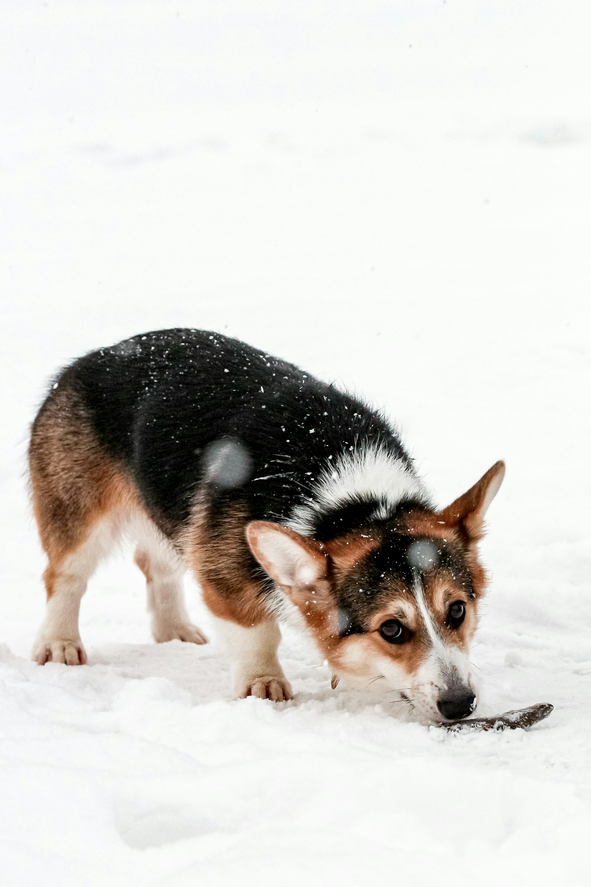 corgi mixes