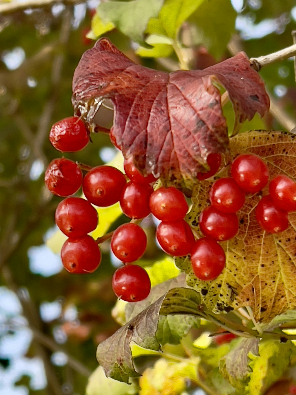 a close up of some berries