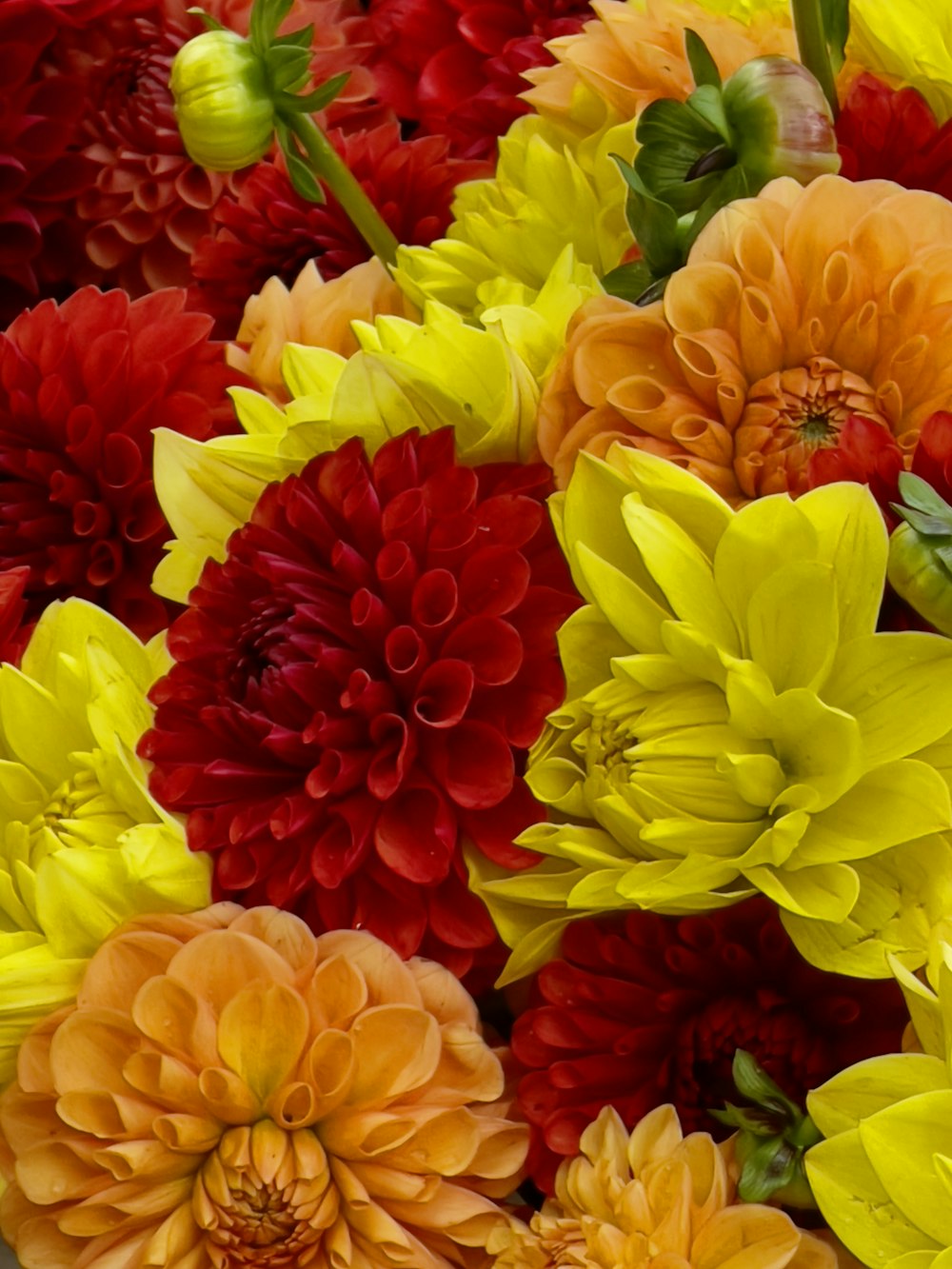 a group of colorful flowers