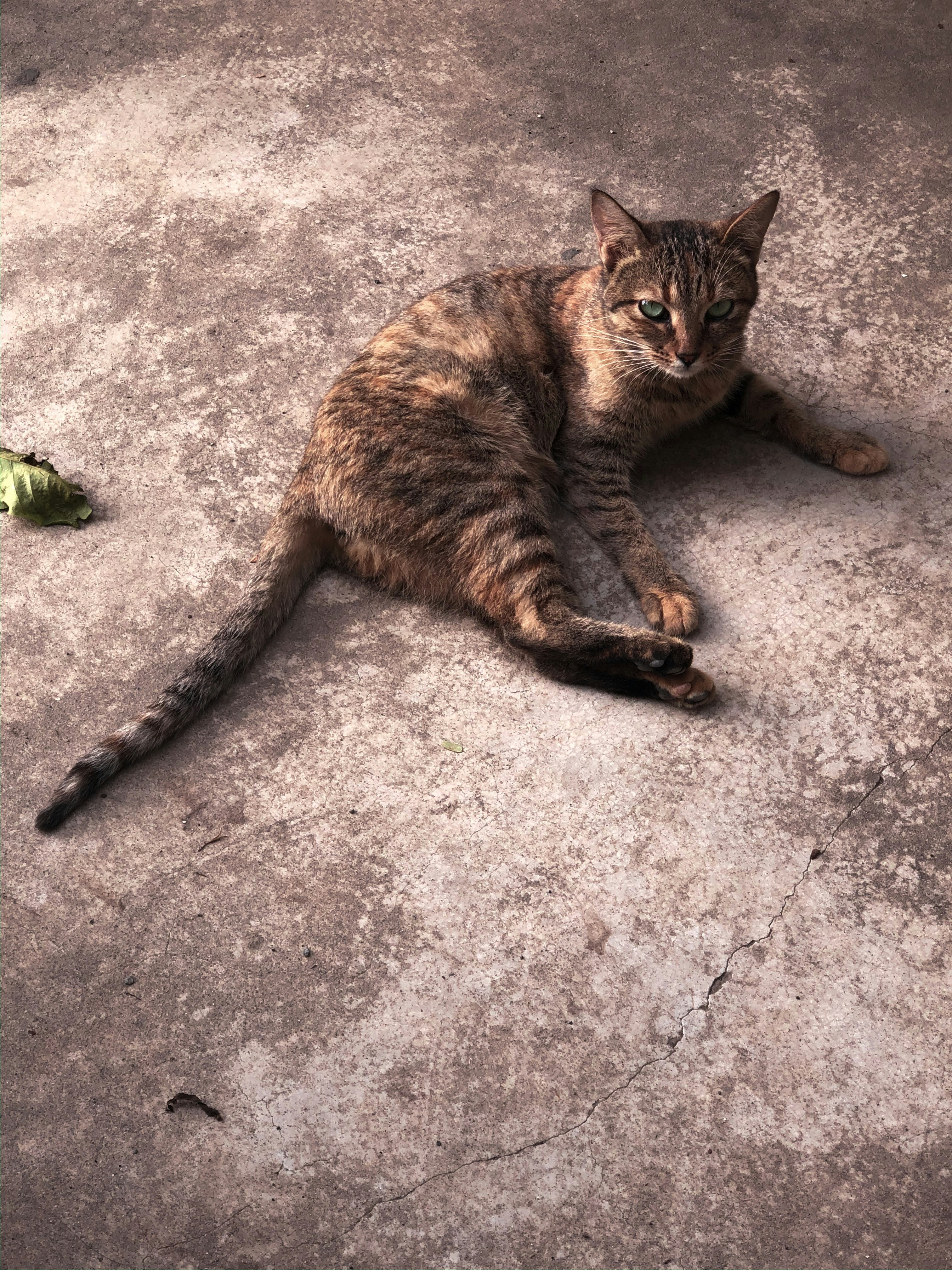 Cat and Bearded Dragon: Sunbathing Sidekicks (image credits: unsplash)