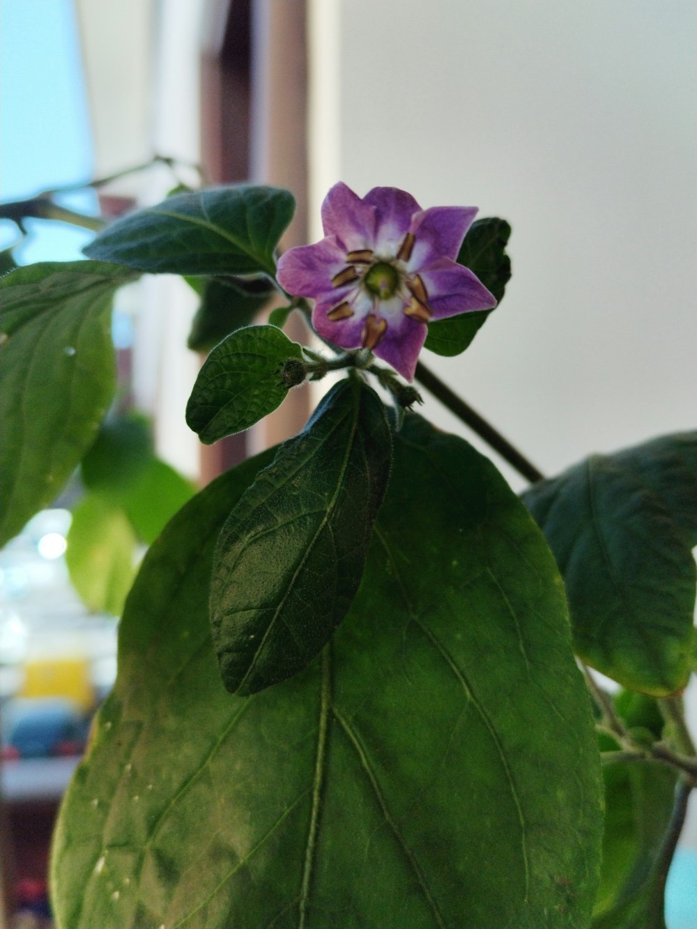 a purple flower on a plant