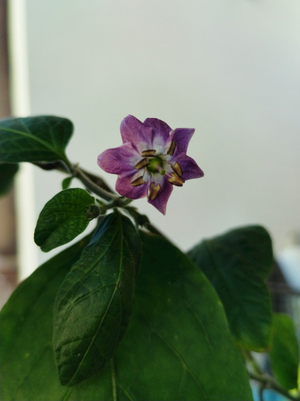 a purple flower on a plant