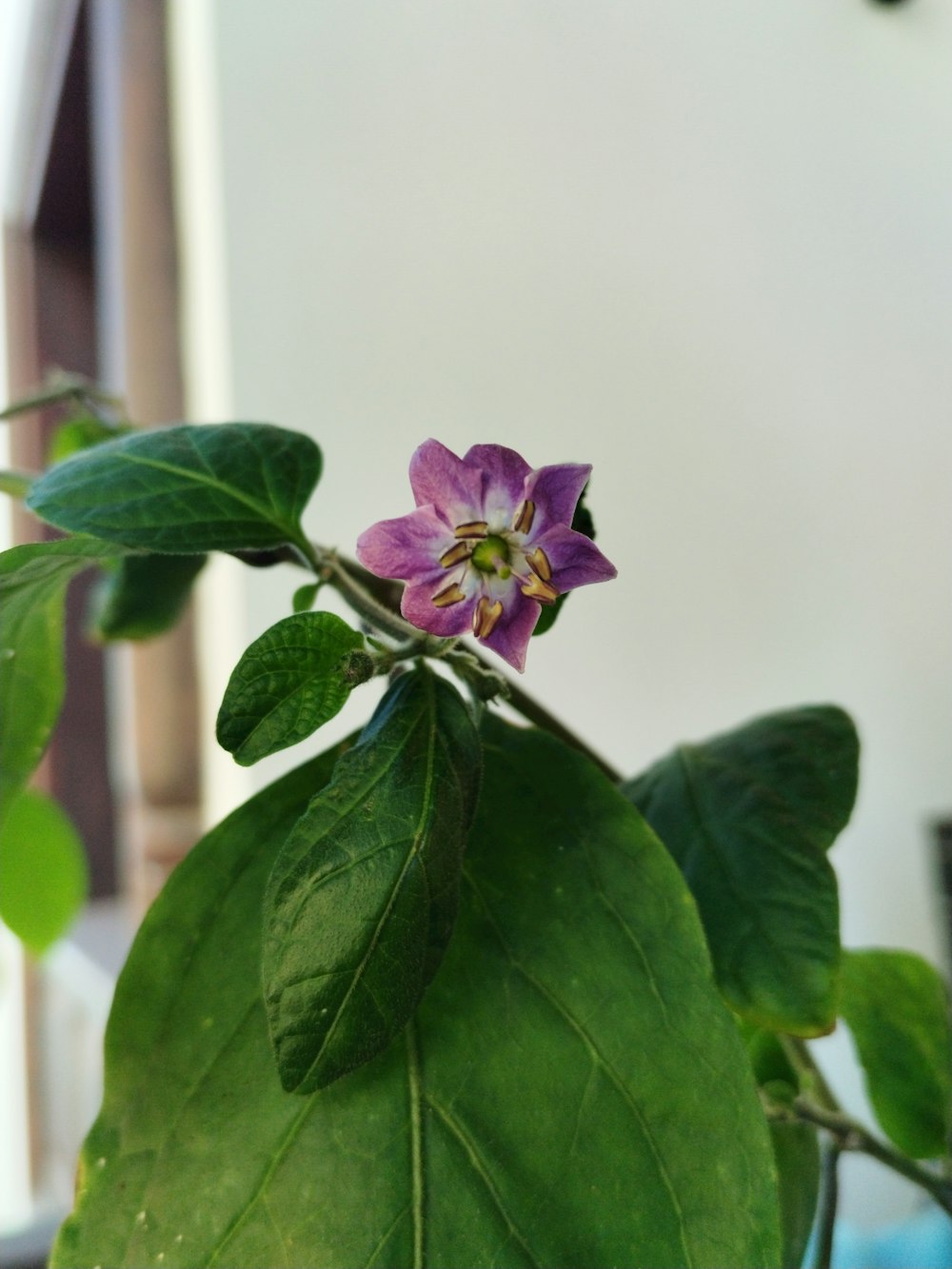 a purple flower on a plant