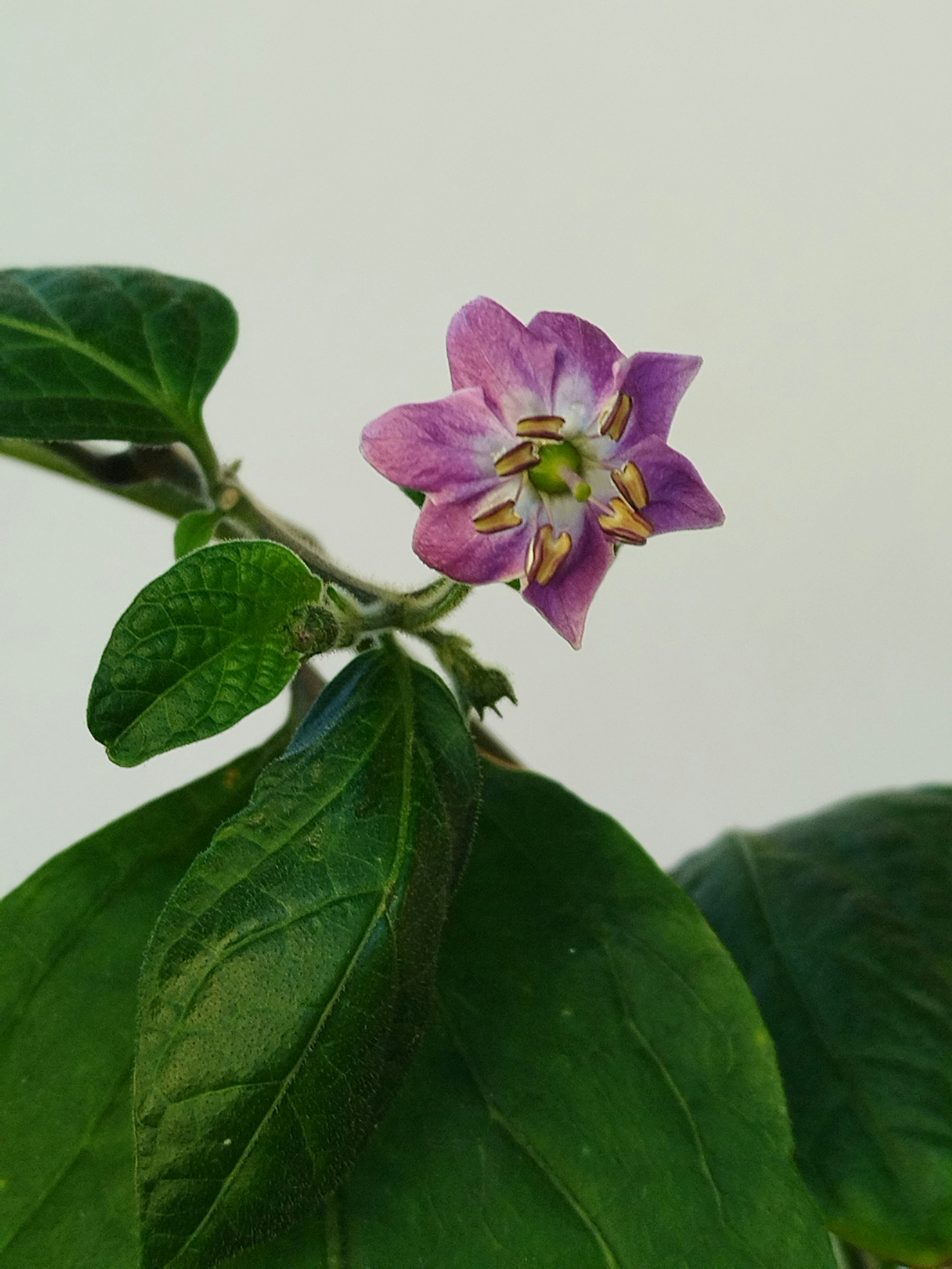 Lab-Tested purity and Potency Explained for Reliable Relaxation