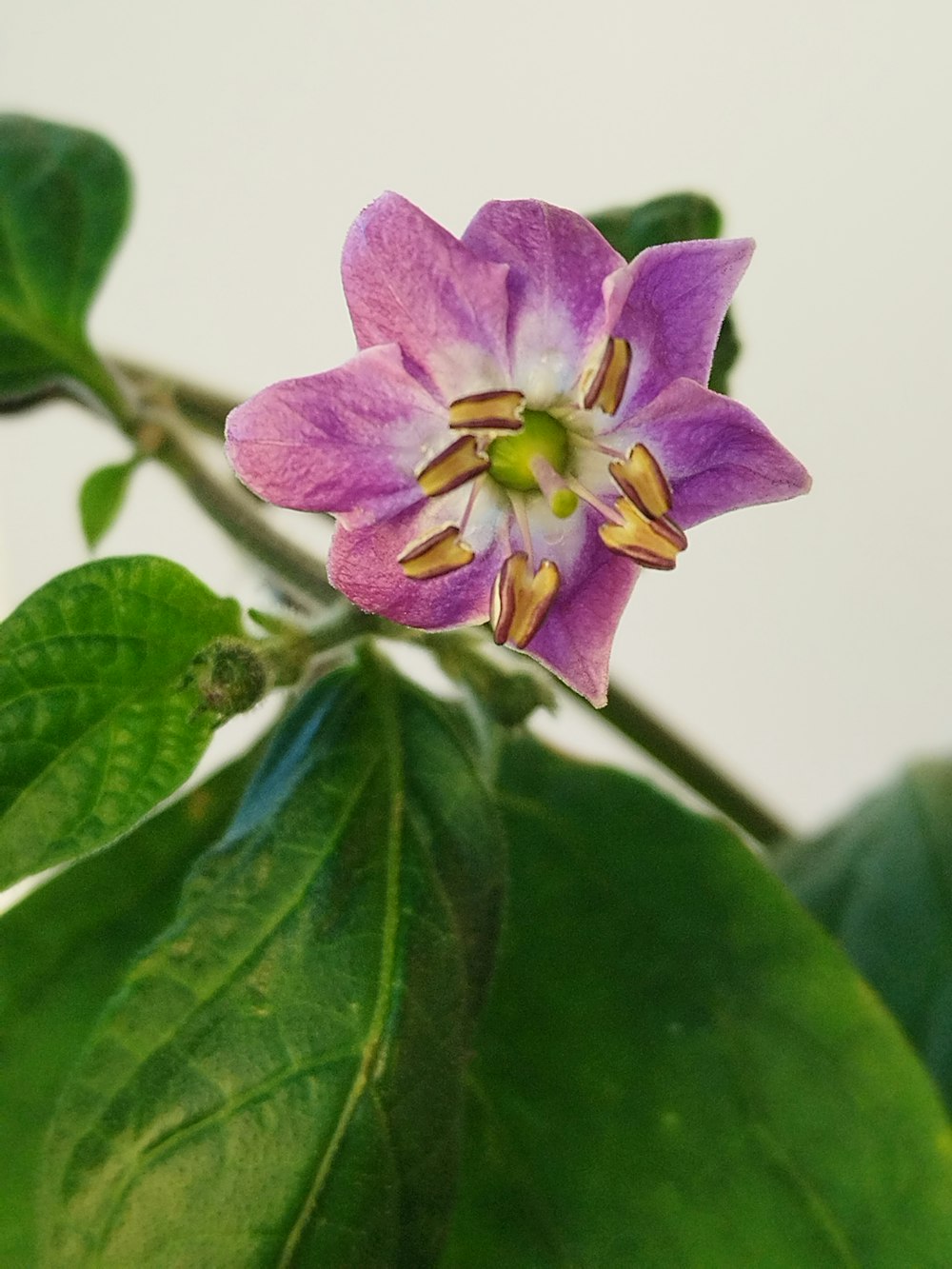 a purple flower on a plant