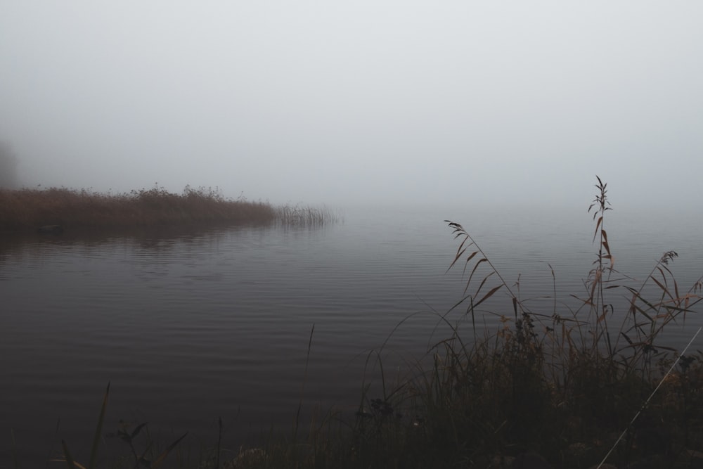 a body of water with grass and trees around it