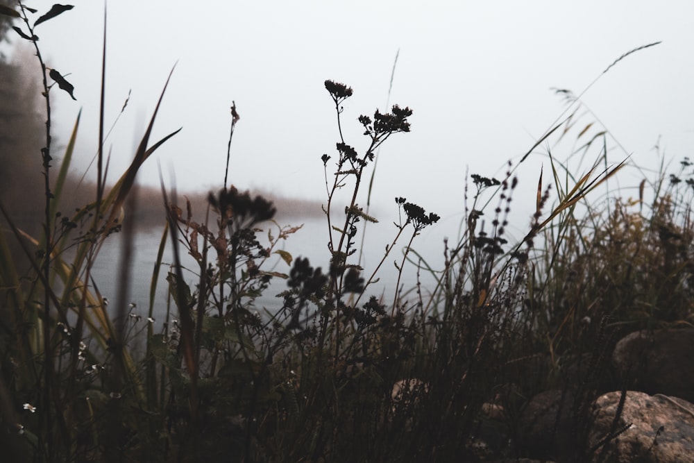 a field of tall grass