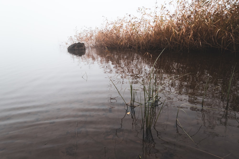 a body of water with trees around it