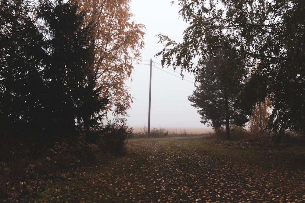 a field with trees and a power line in the distance