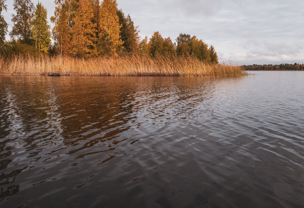 a body of water with trees around it