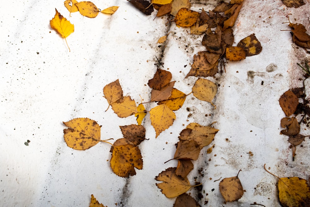 a group of leaves on a white surface