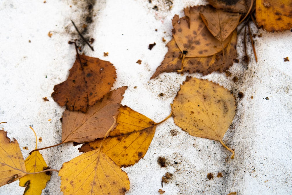 a group of leaves on a white surface
