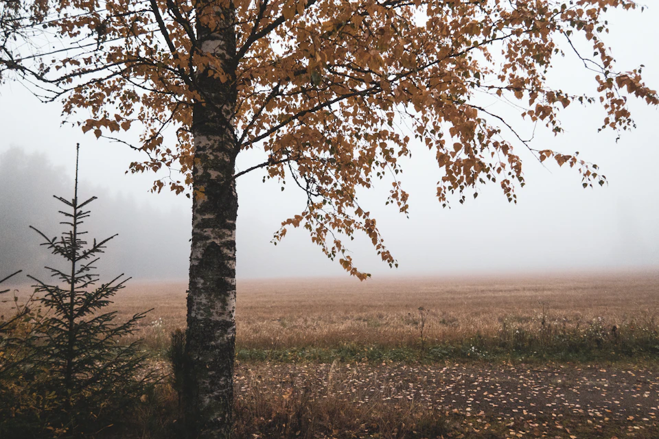 The image depicts a serene autumn scene with a tall tree on the left side, its trunk and branches adorned with vibrant orange leaves that contrast against the gray sky above. The tree stands alone in an open field, surrounded by dry grass that sways gently in the breeze. In the distance, beyond the field, there are trees visible, adding depth to the scene.