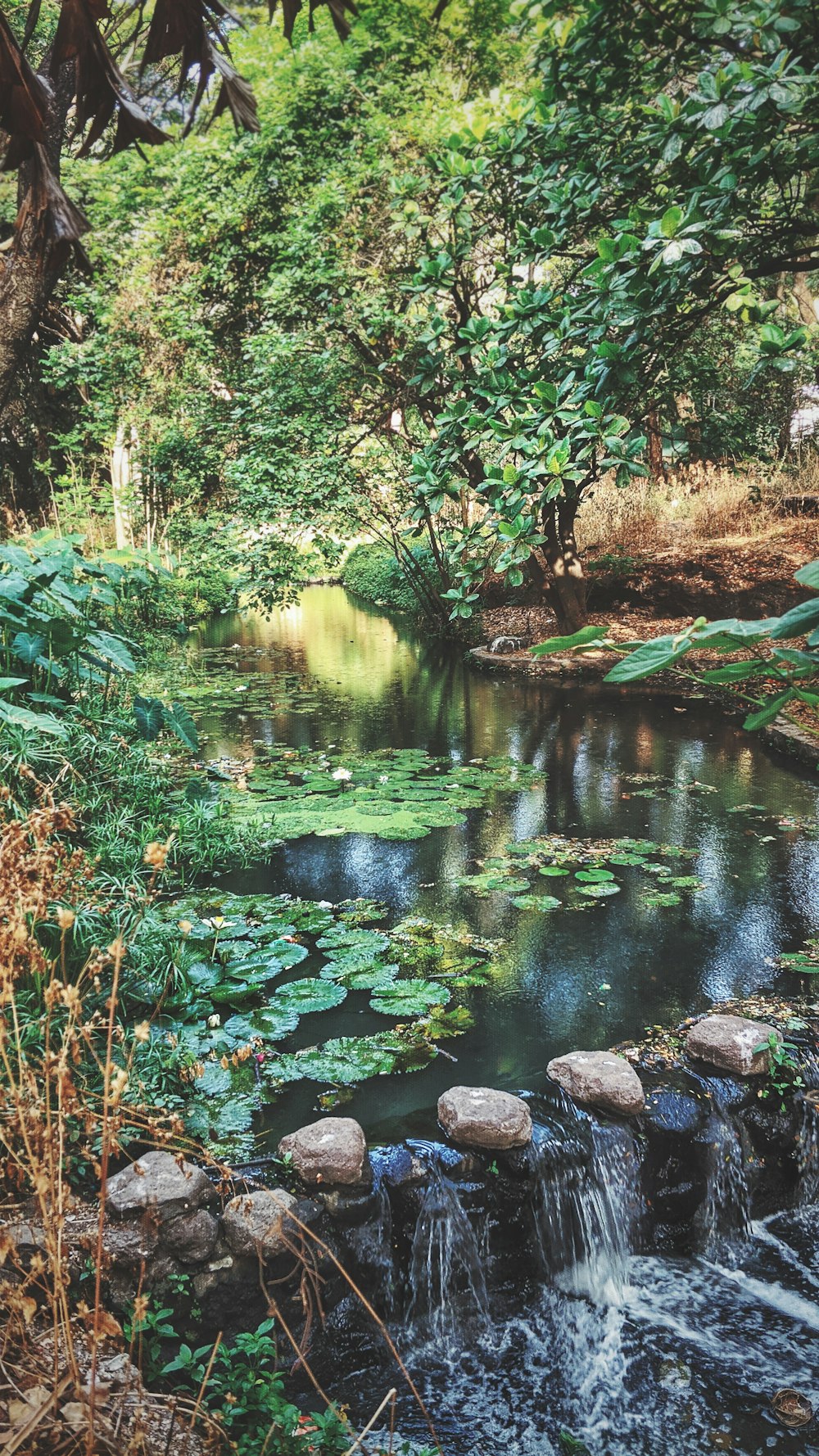 a small stream in a forest